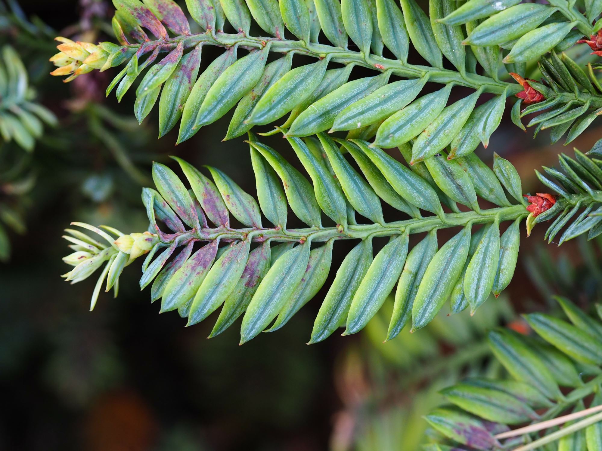 Image of Sequoia sempervirens 'Prostrata'