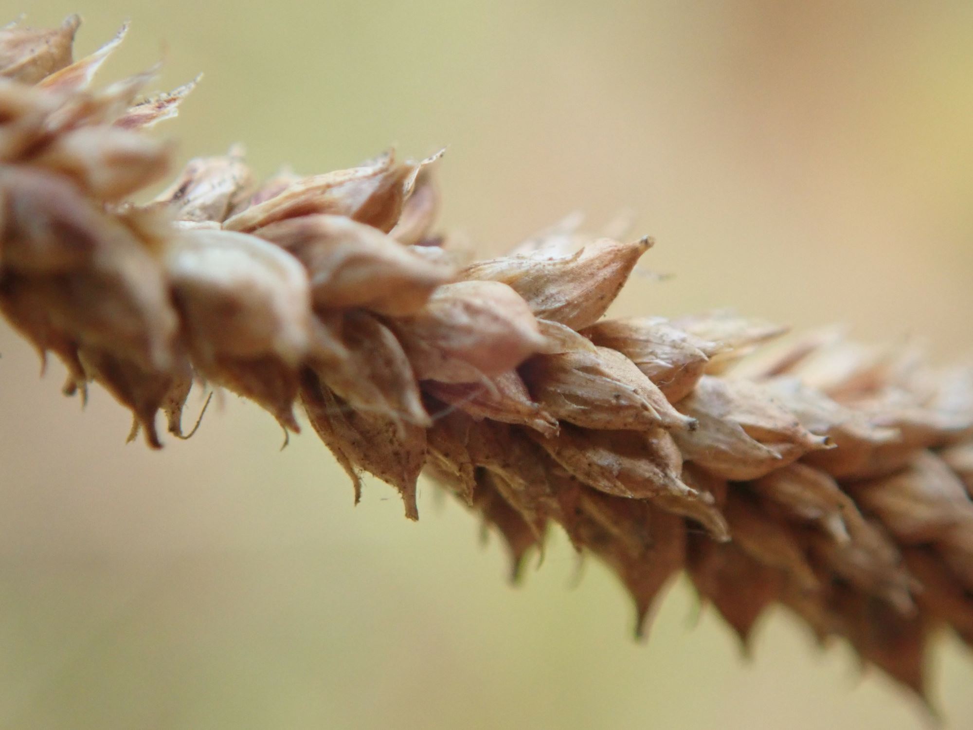 Image of Carex pendula