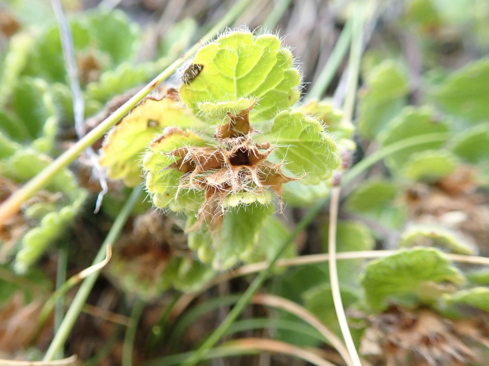 Image of Teucrium pyrenaicum