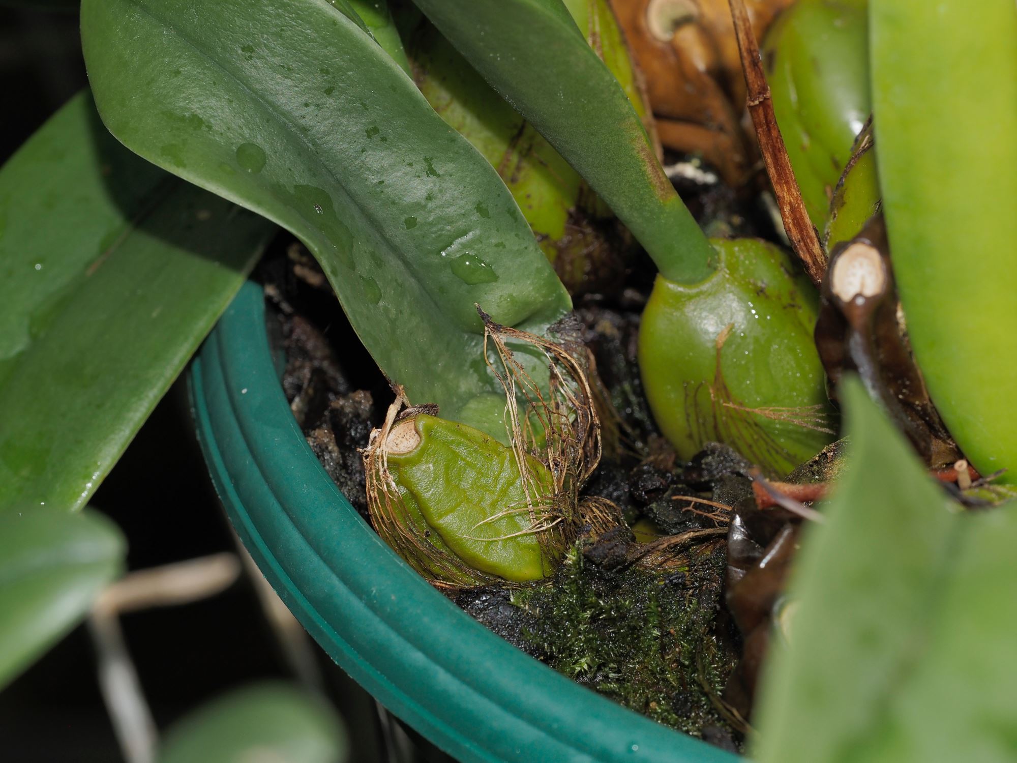 Image of Bulbophyllum picturatum