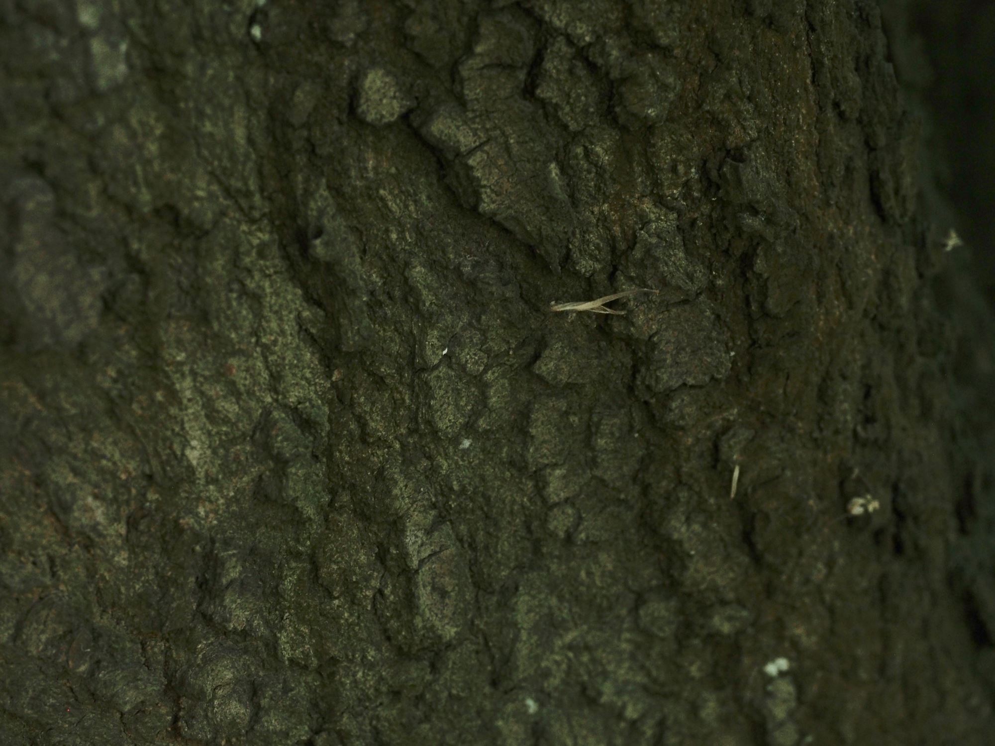 Image of Acer sempervirens