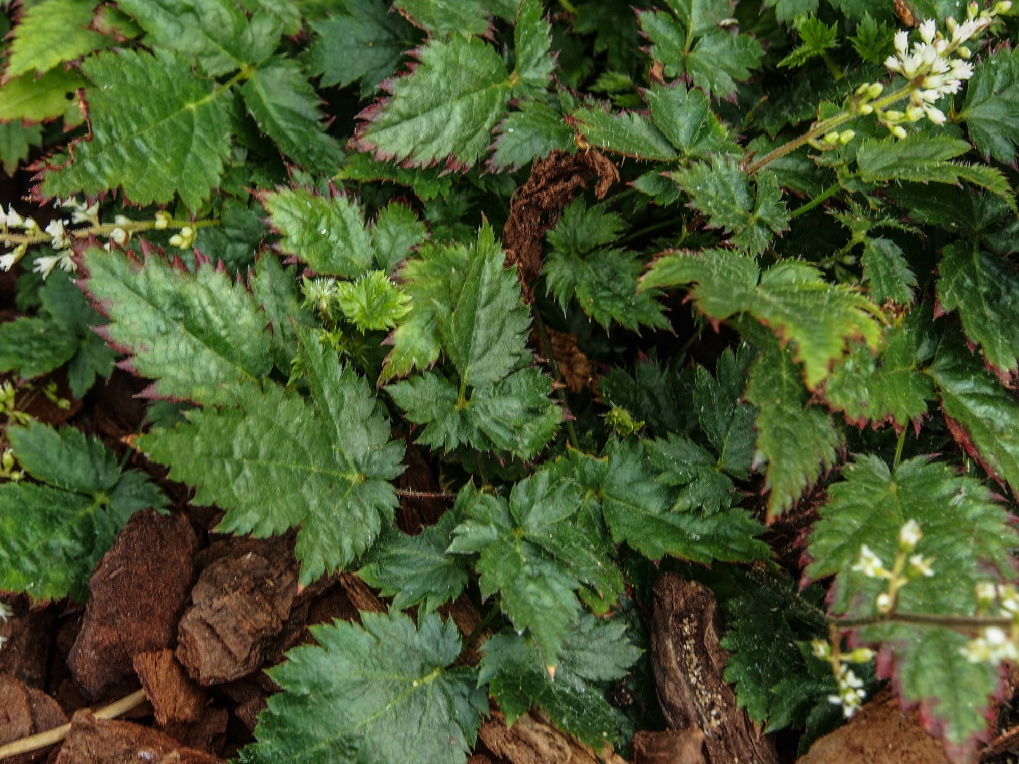 Image of Astilbe Ã— crispa