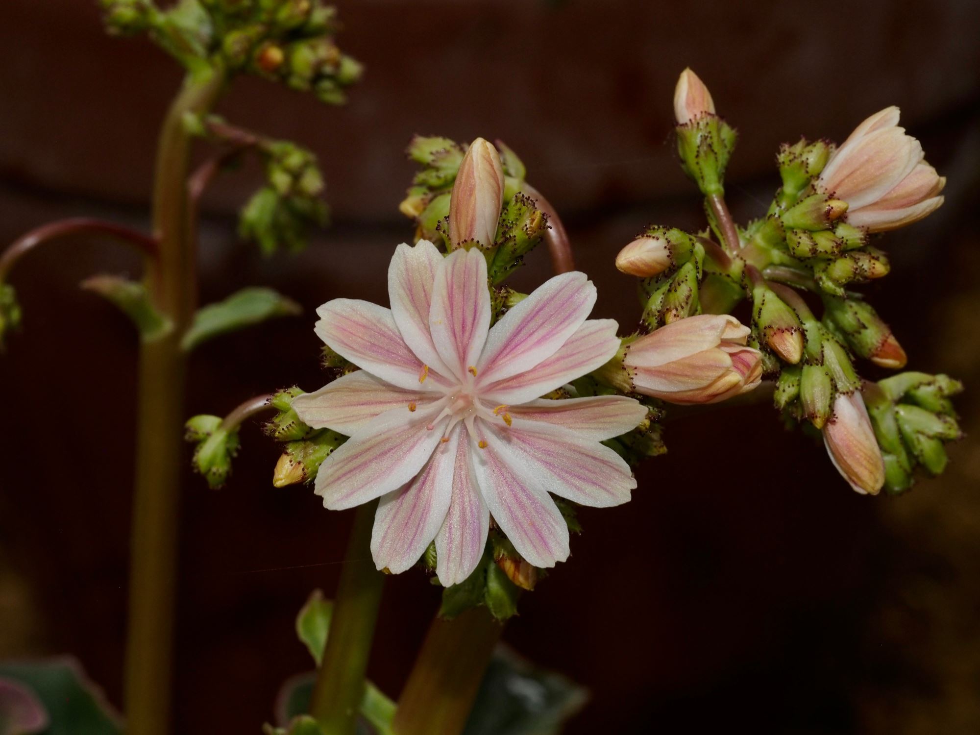 Image of Lewisia cotyledon var. howellii