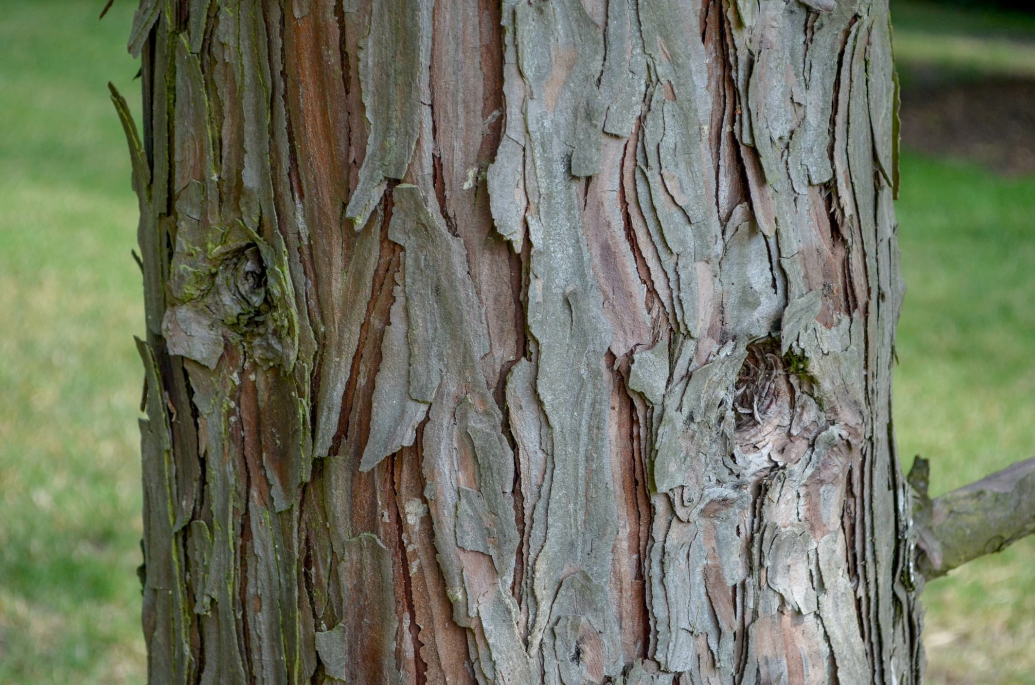 Image of Calocedrus decurrens