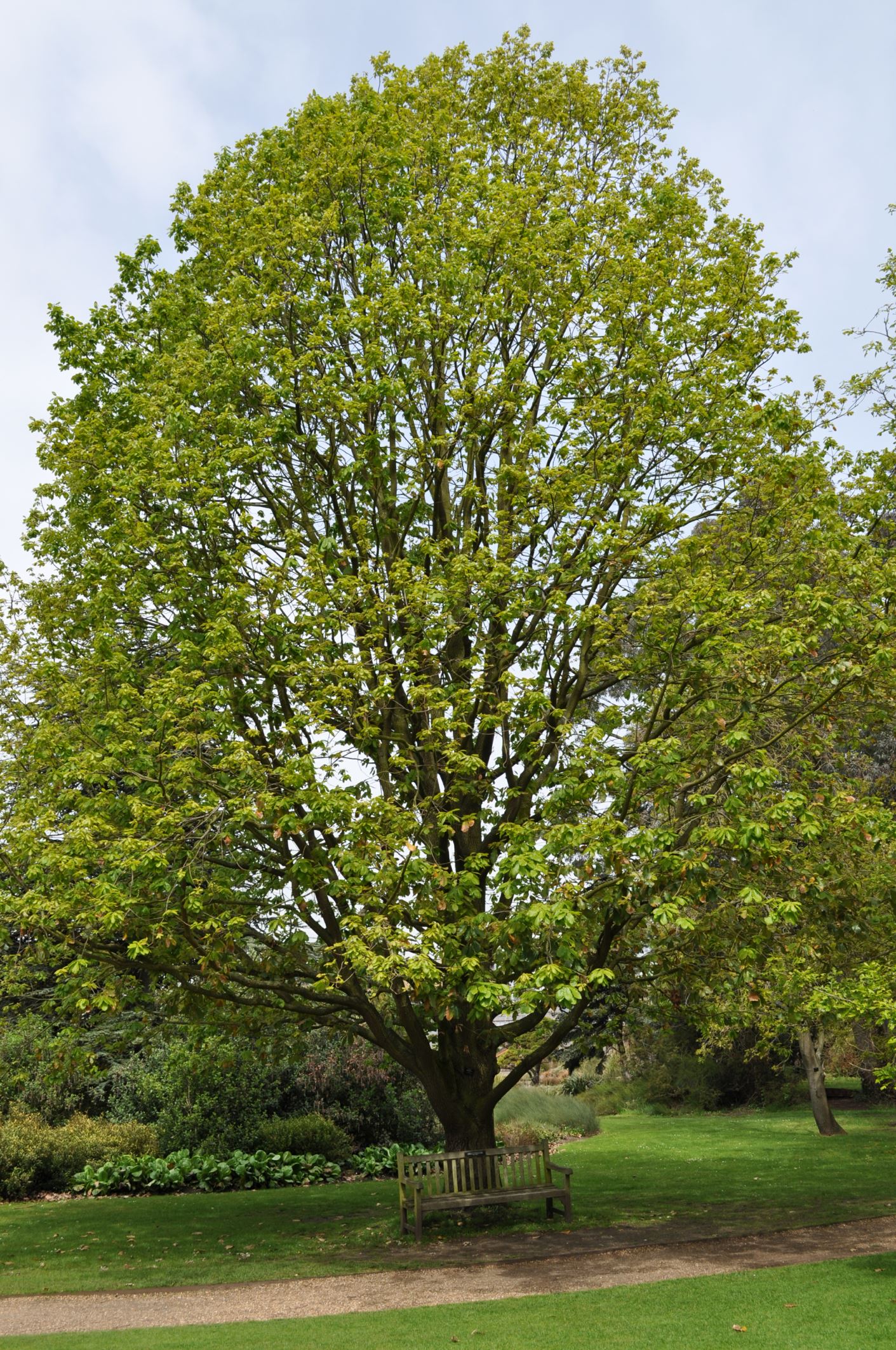 Image of Quercus canariensis