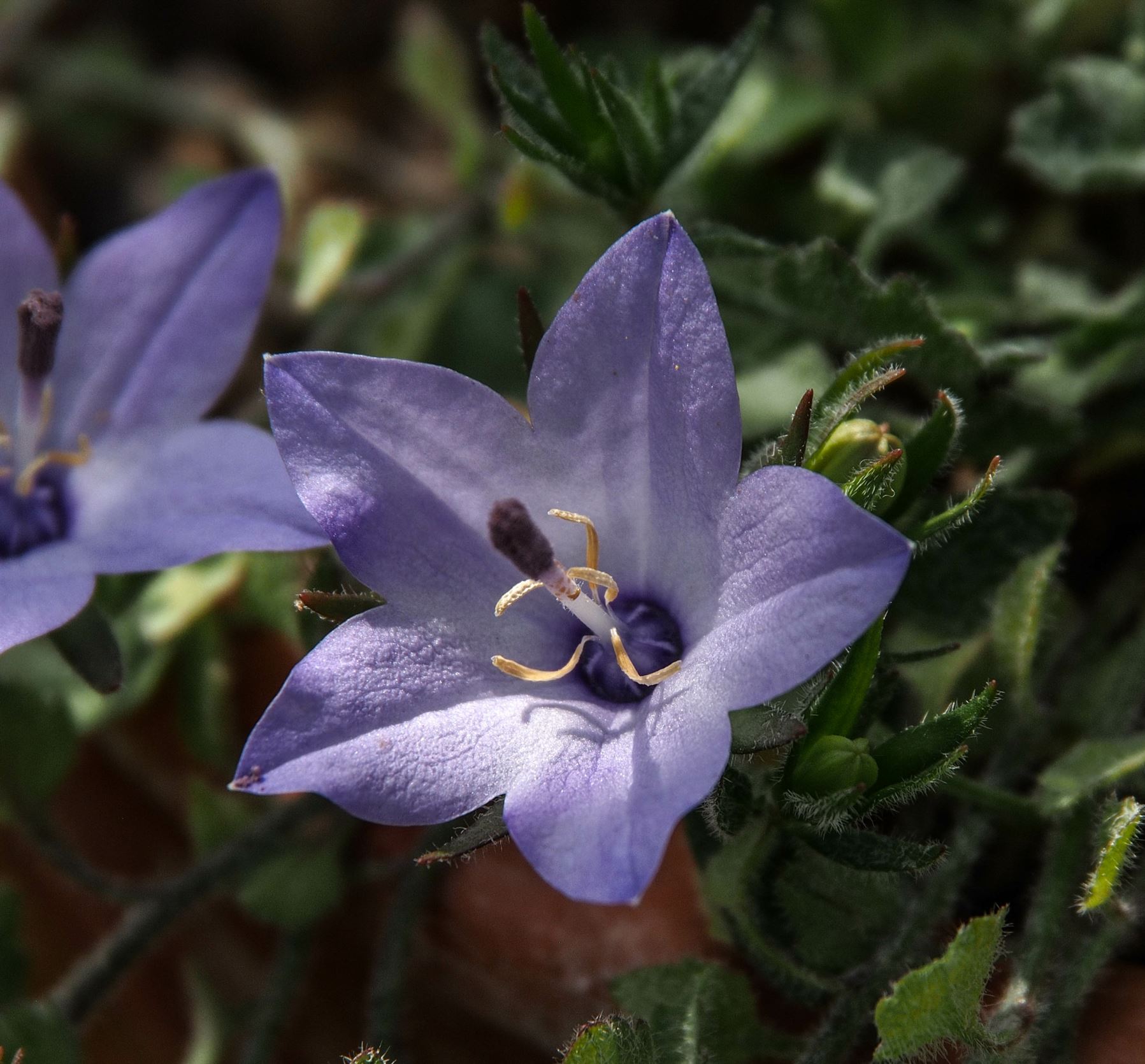 Image of Campanula fragilis