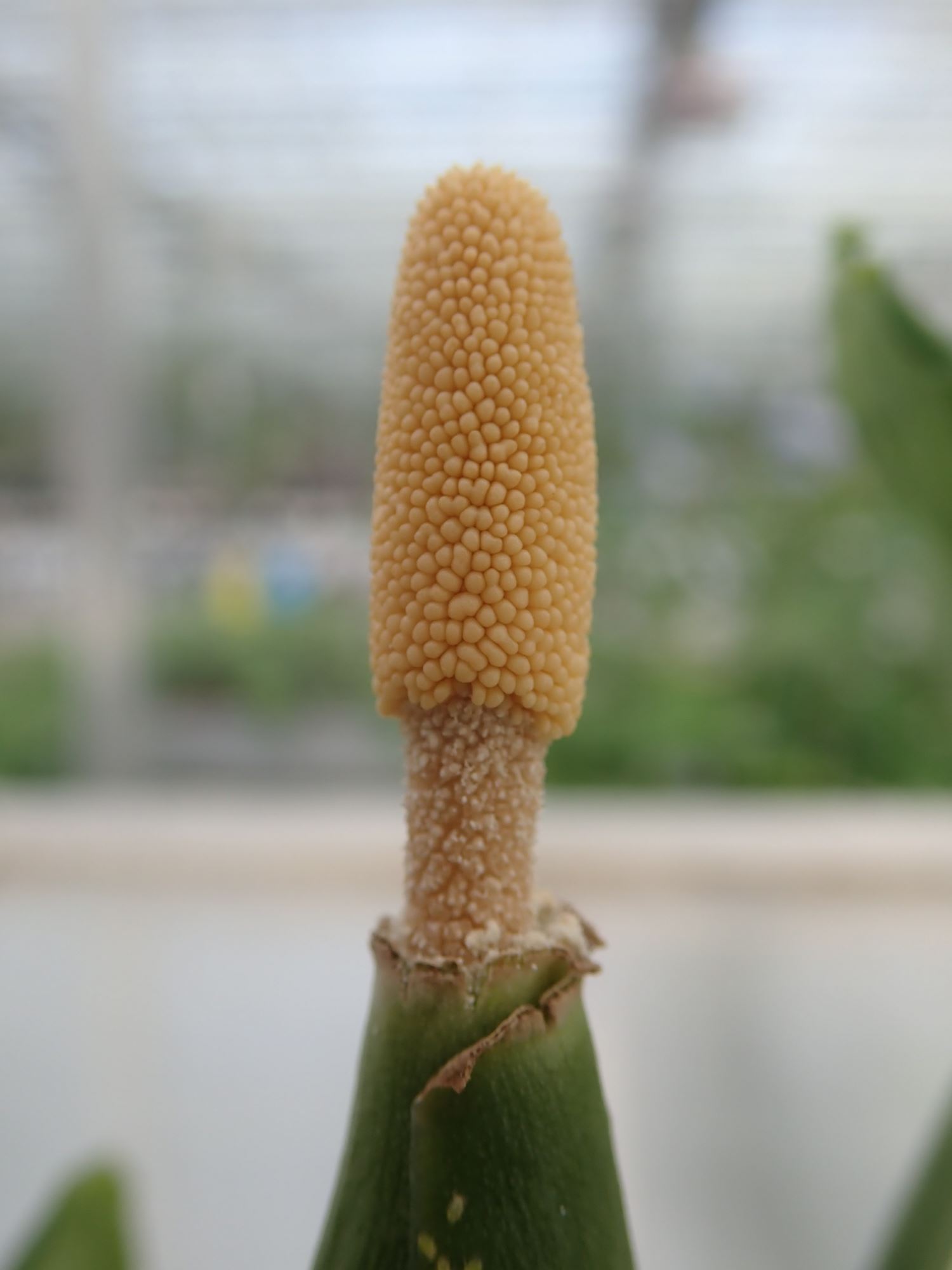 Image of Schismatoglottis scintillans