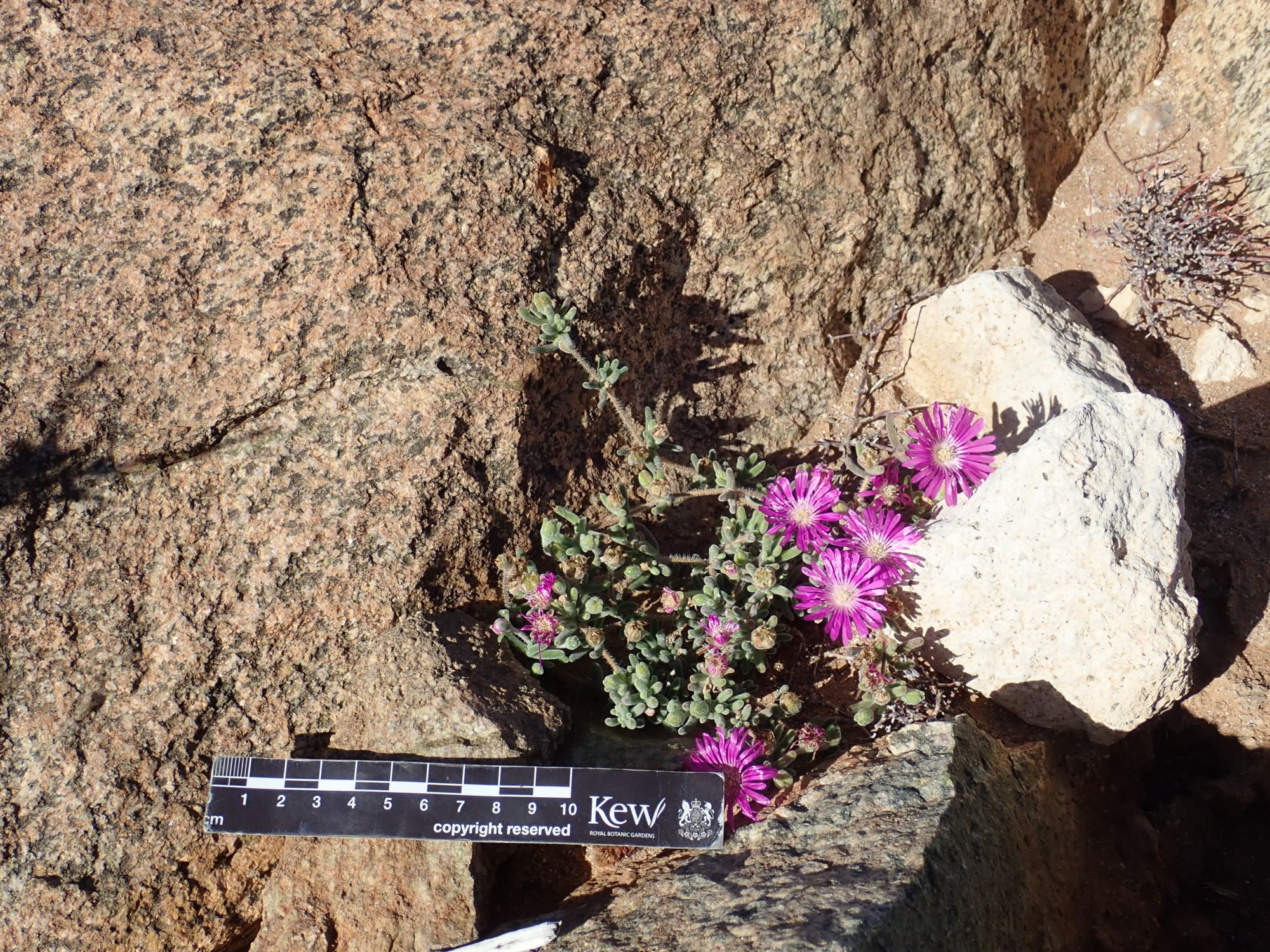 Image of Drosanthemum hispidum