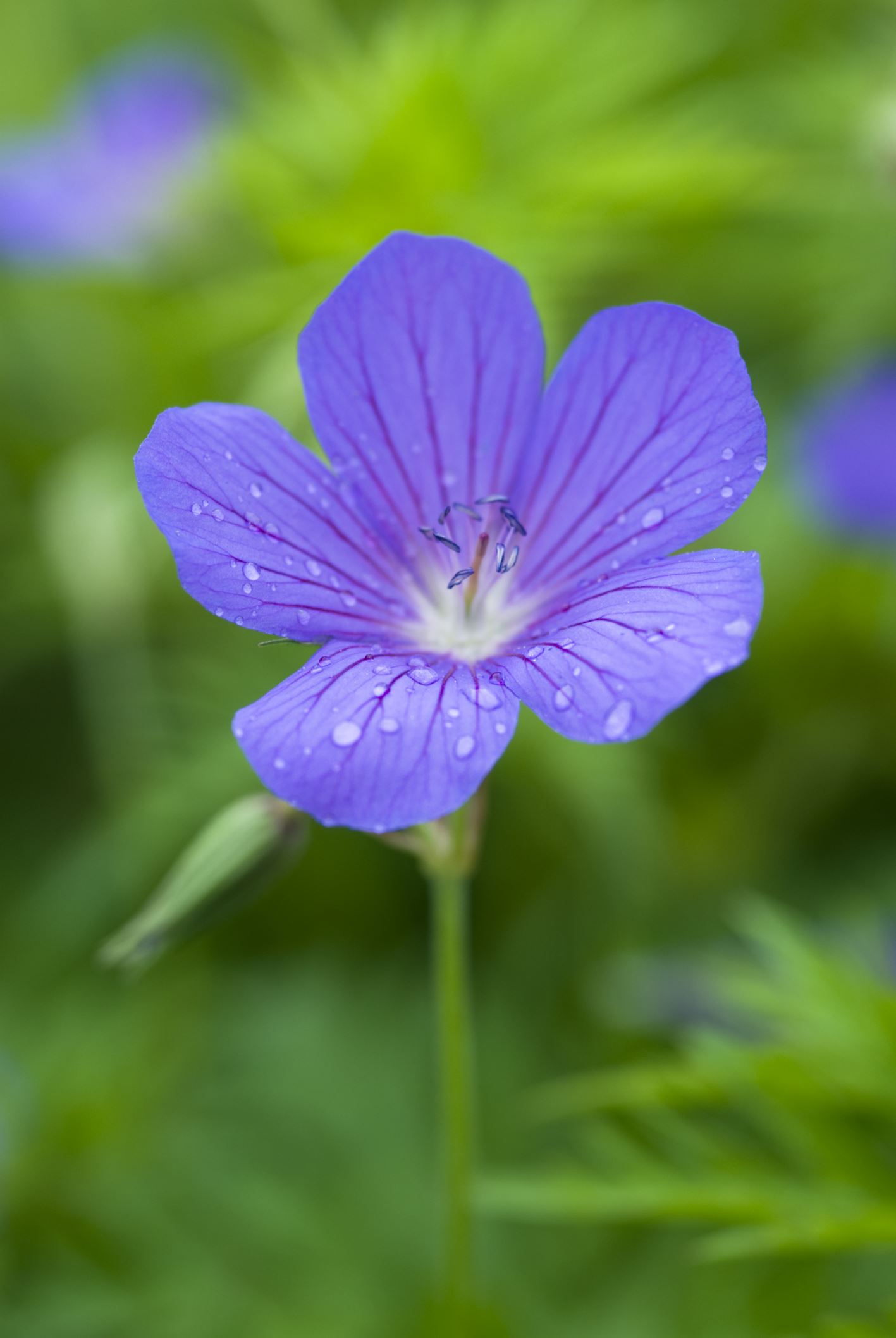 Image of Geranium 'Nimbus'