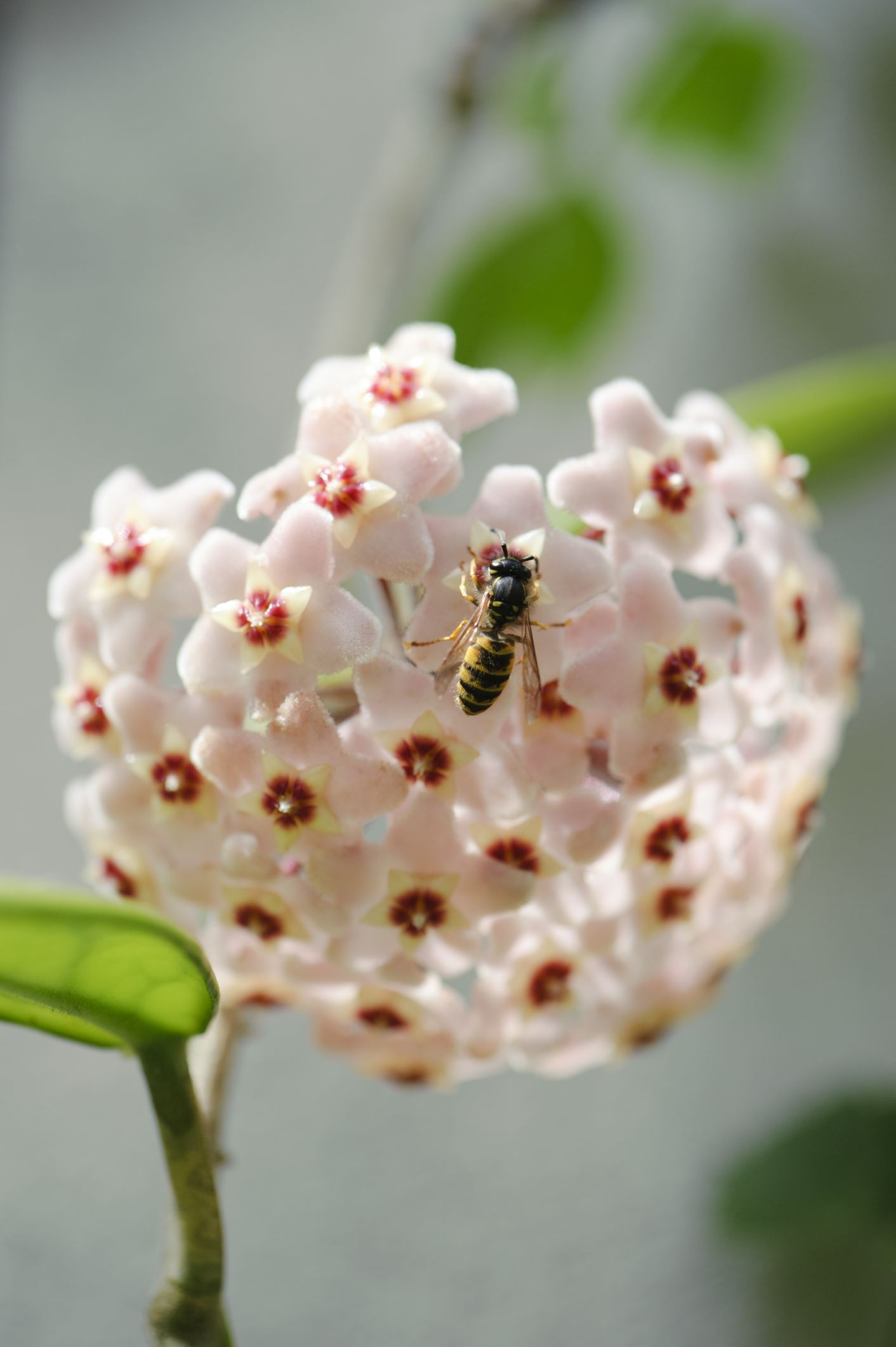 Image of Hoya carnosa