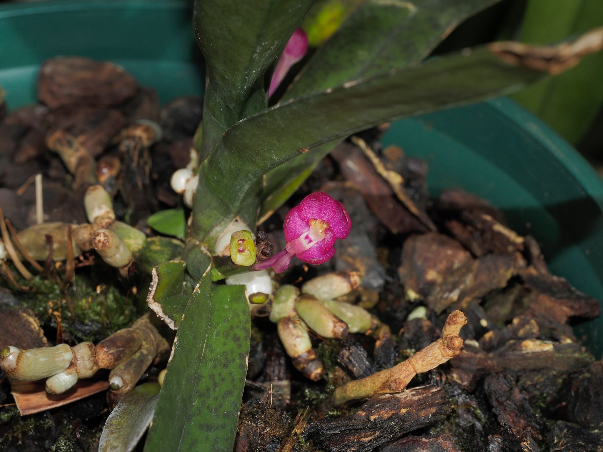 Image of Vanda ampullacea