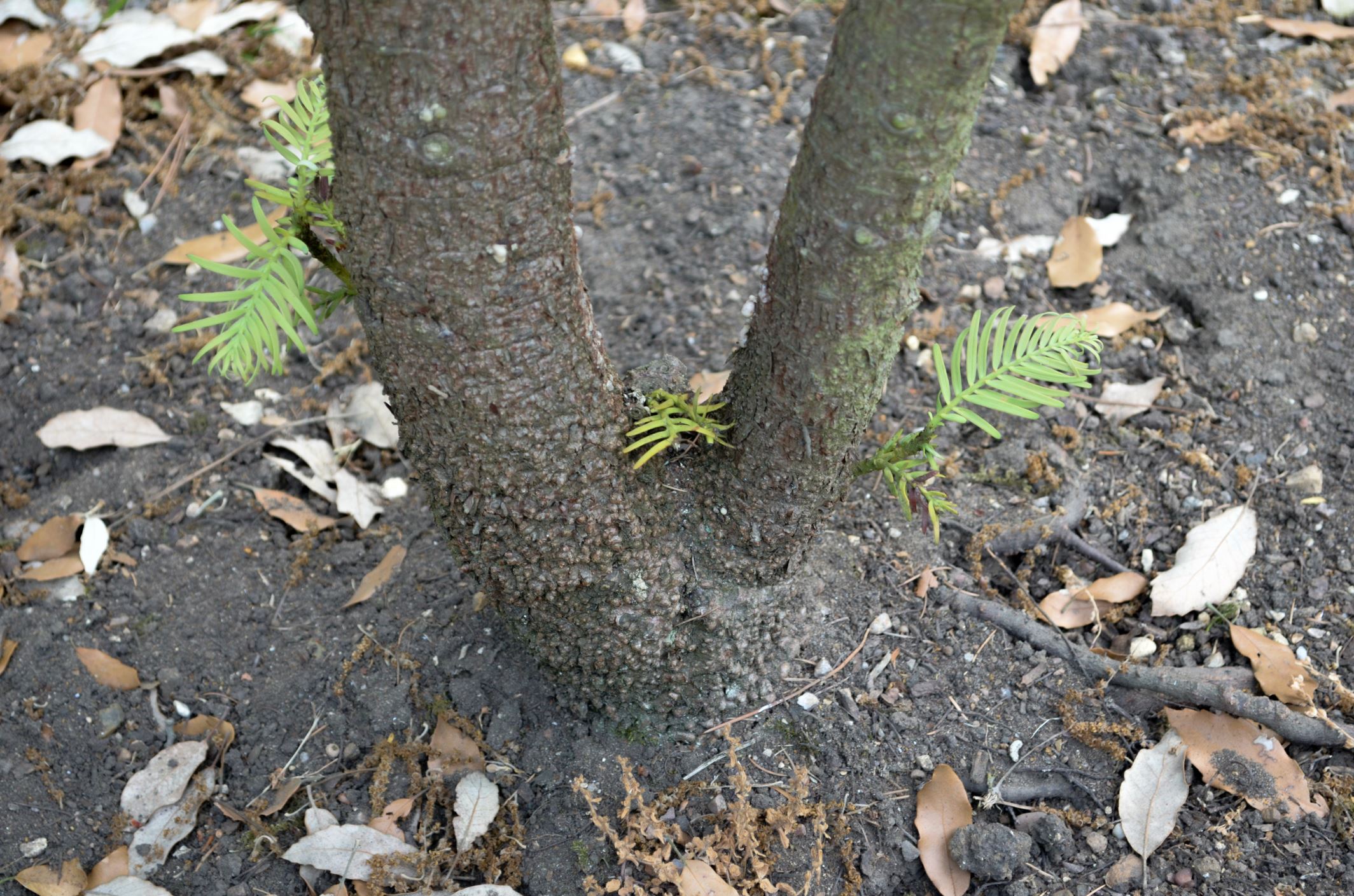 Image of Wollemia nobilis