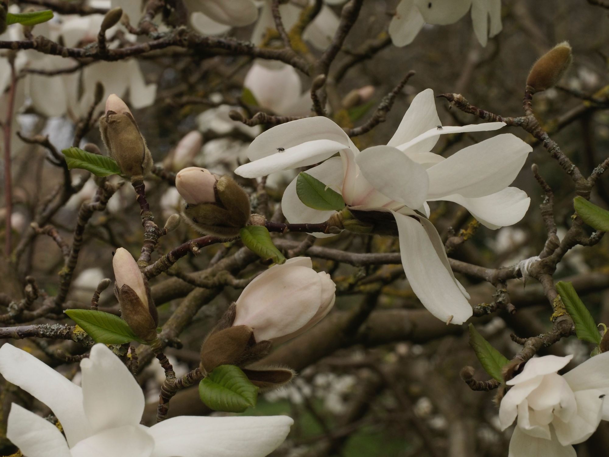 Image of Magnolia Ã— loebneri 'Merrill'