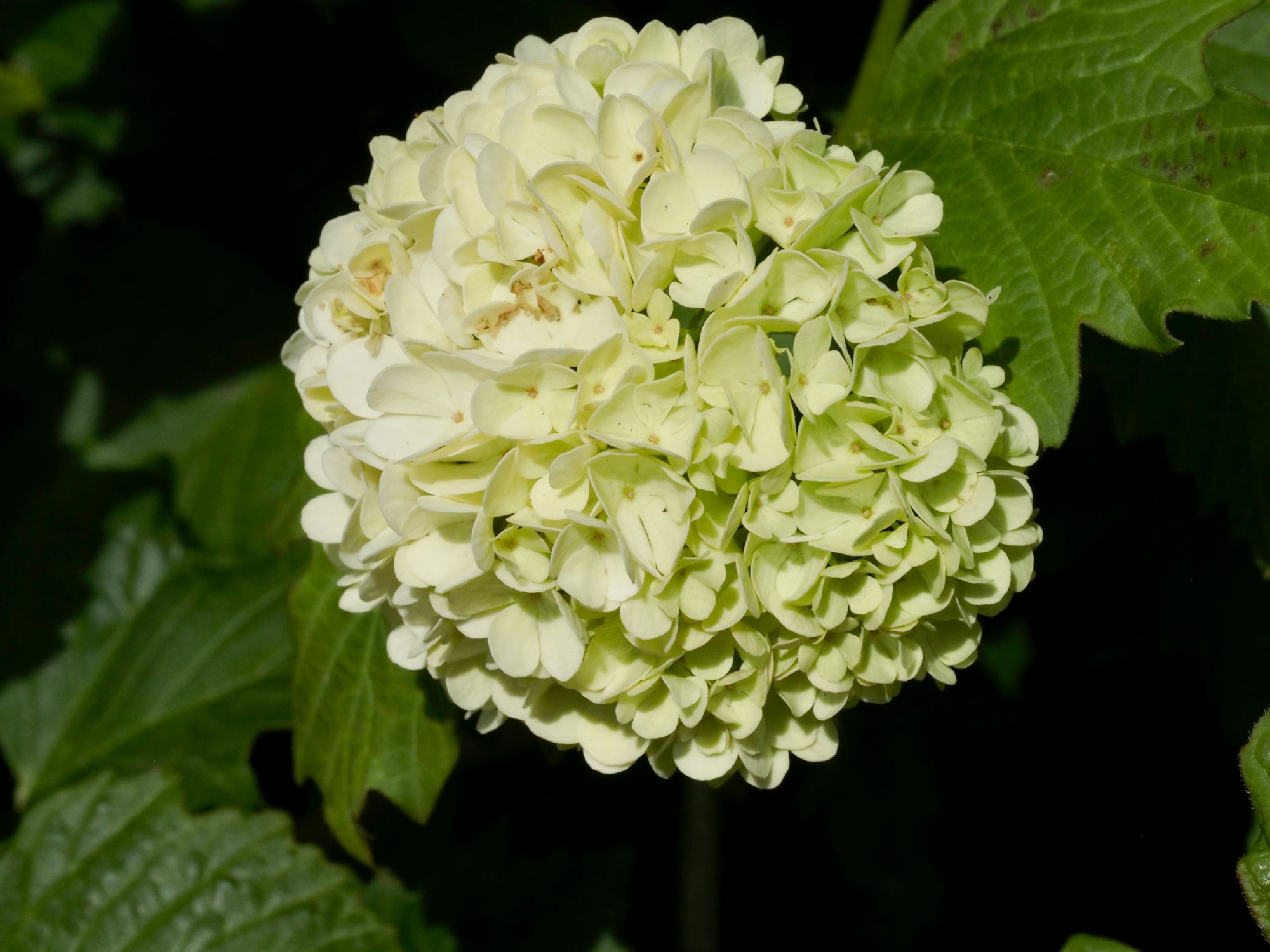 Image of Viburnum opulus 'Roseum'
