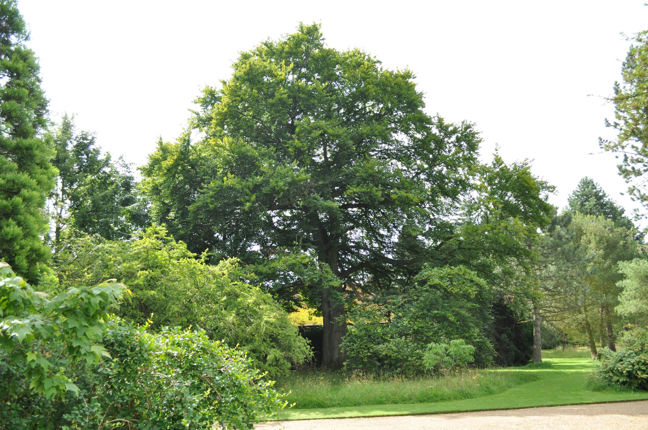 Image of Fagus sylvatica