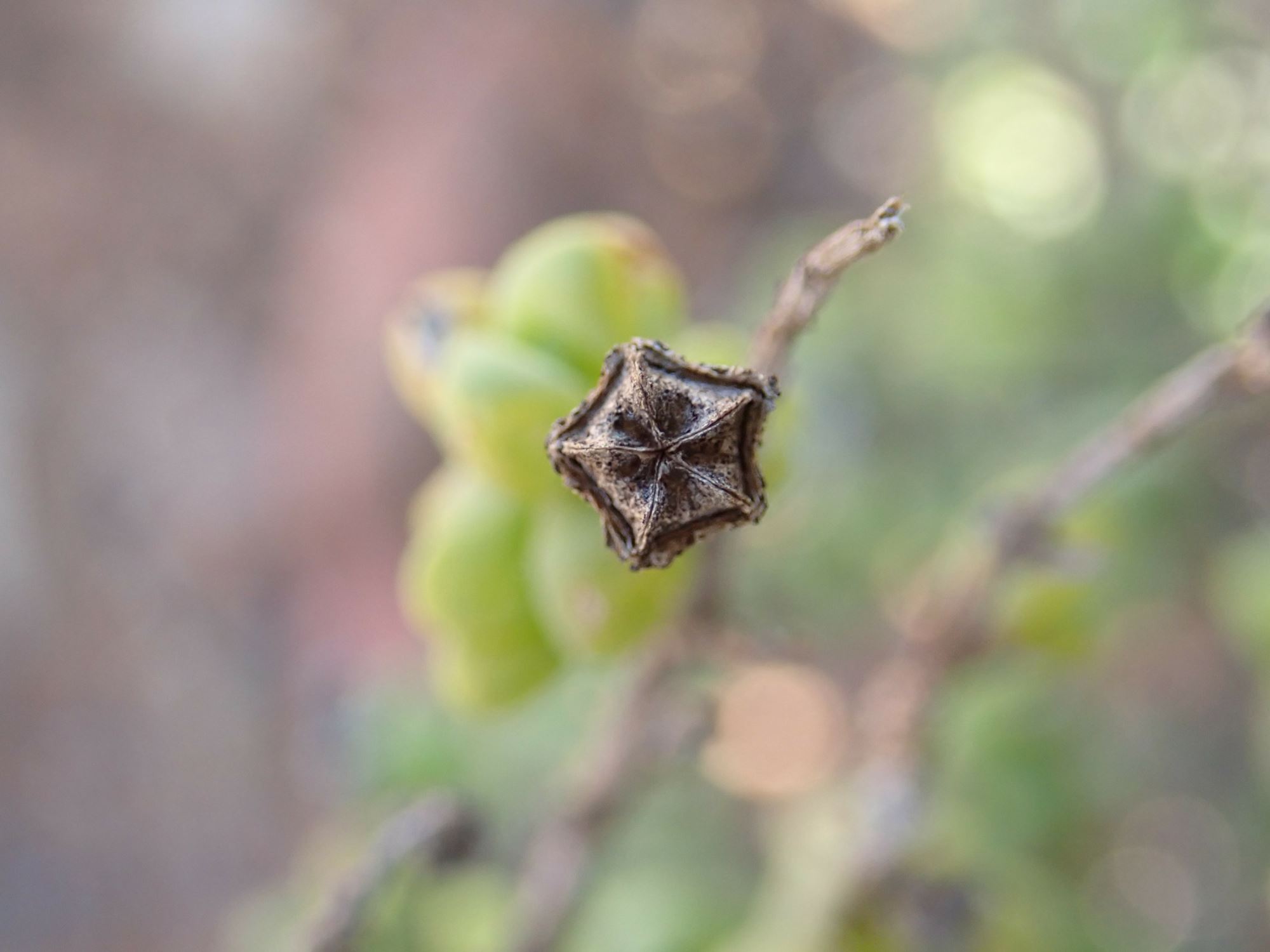 Image of Mitrophyllum clivorum