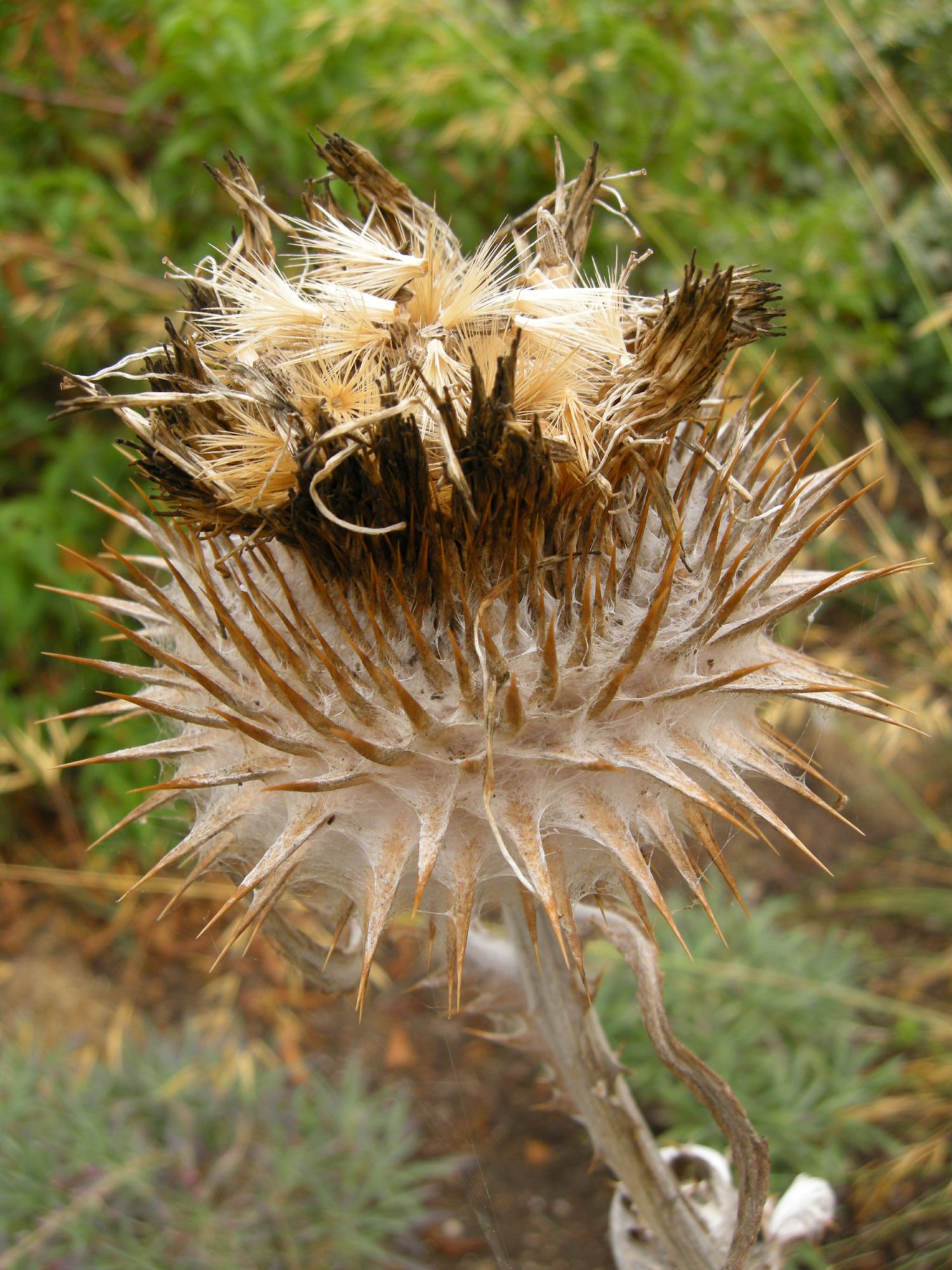 Image of Onopordum acanthium