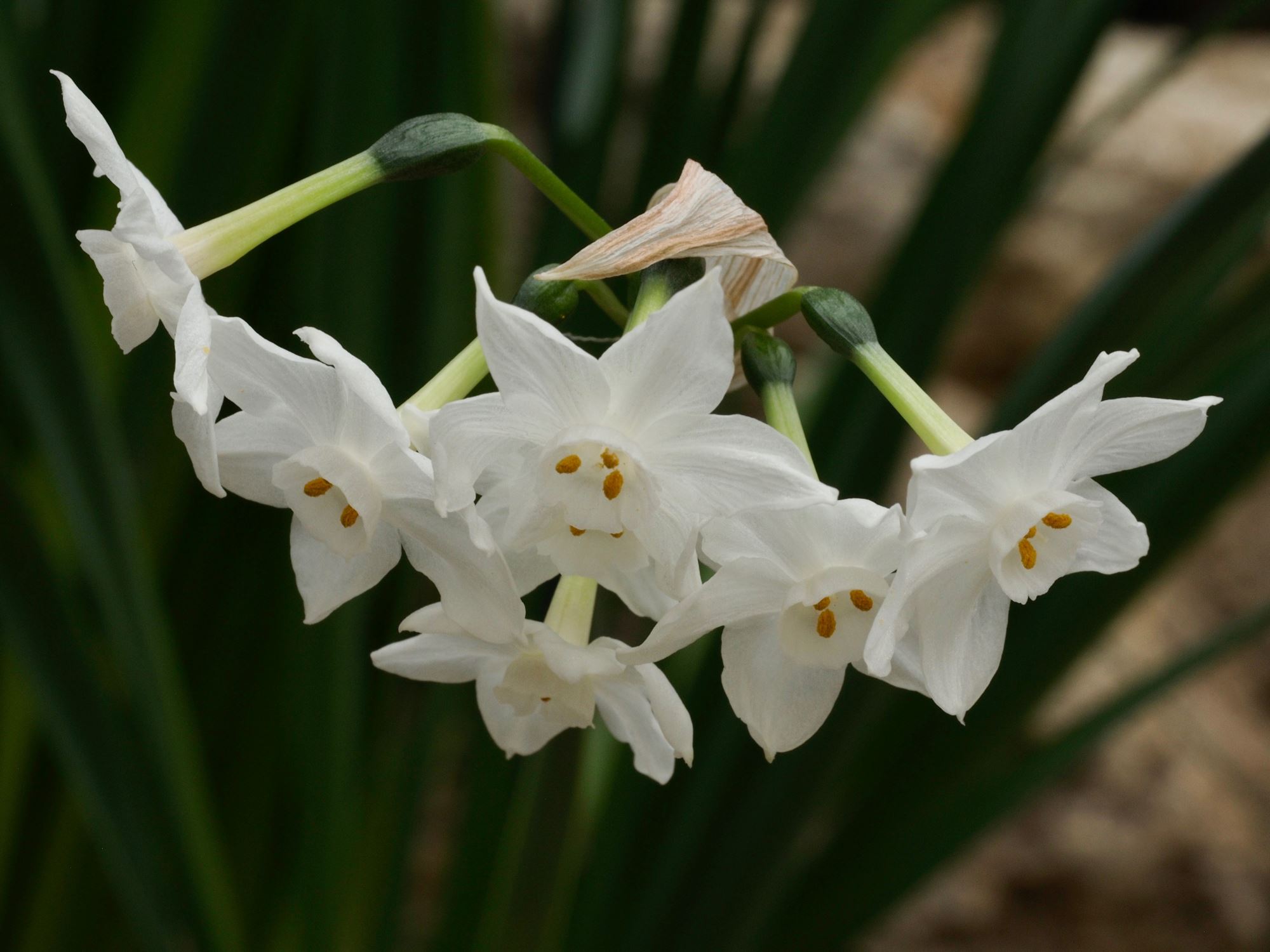 Image of Narcissus tazetta subsp. canariensis