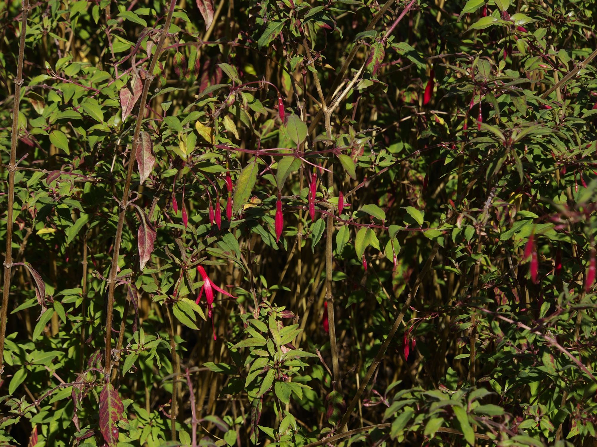 Image of Fuchsia magellanica