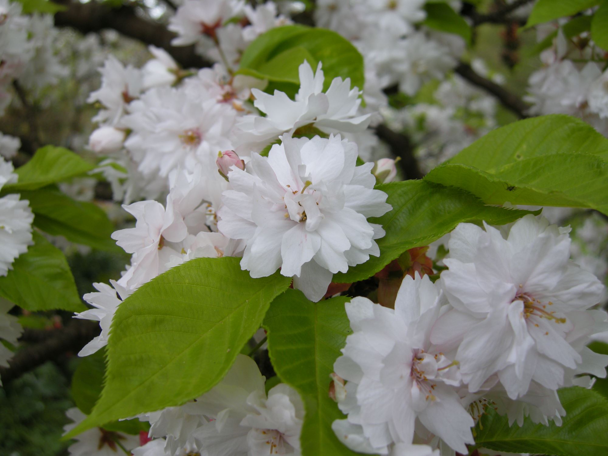 Image of Prunus serrulata 'Alboplena'