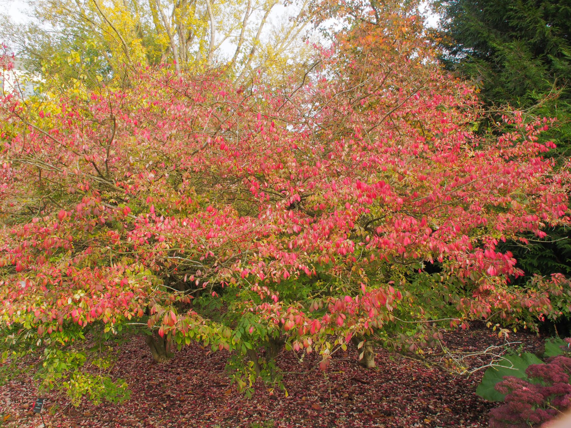 Image of Euonymus alatus var. apterus
