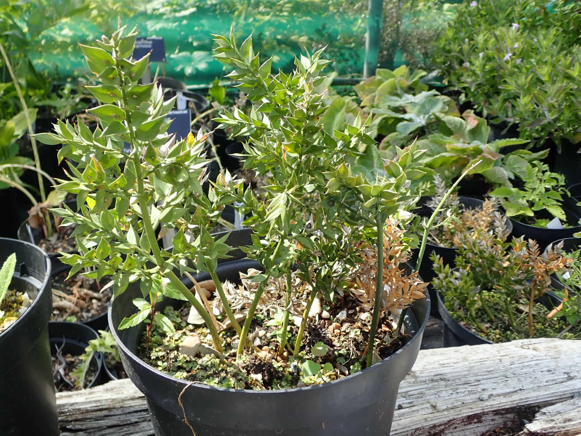 Image of Ruscus aculeatus