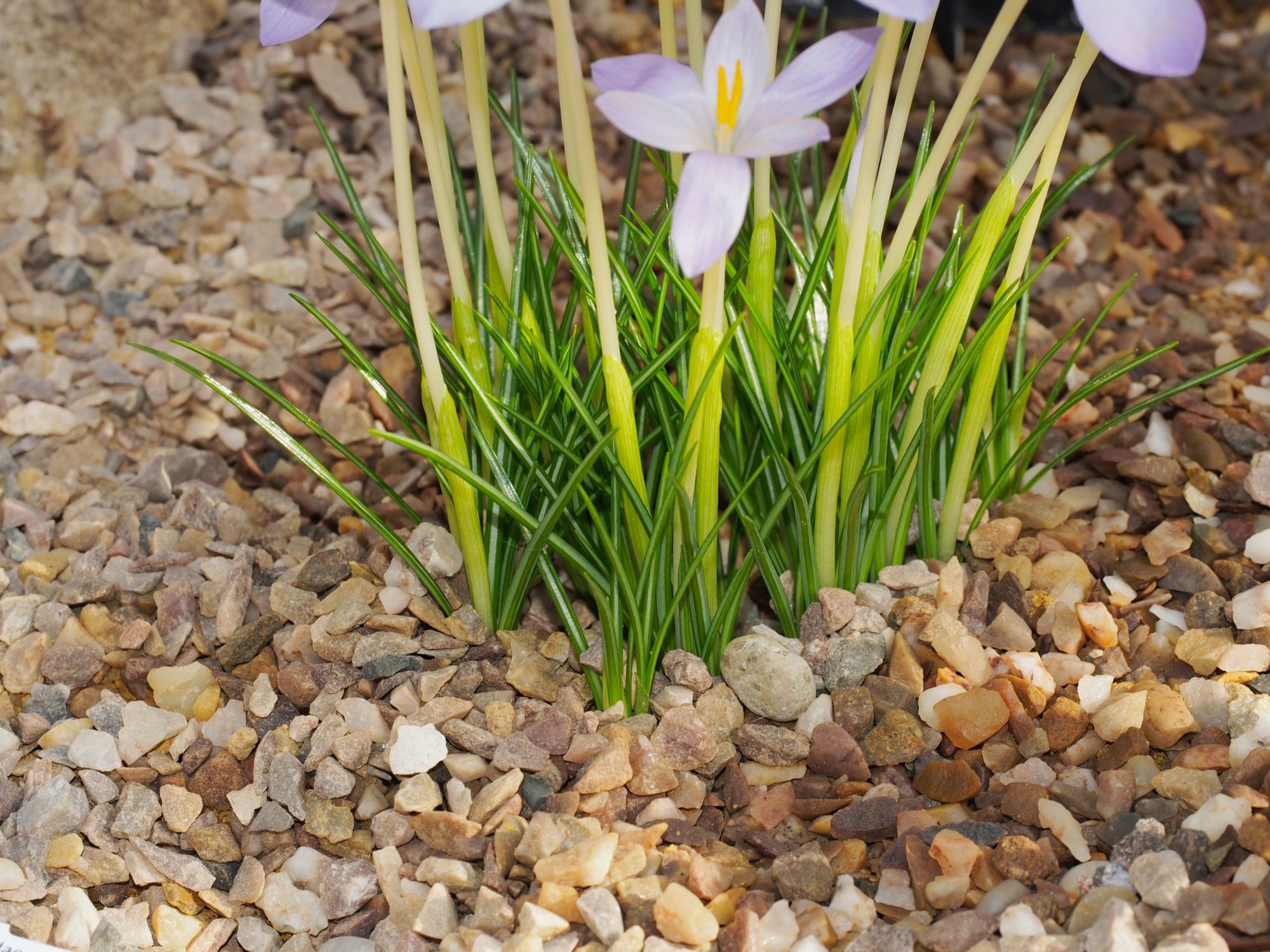 Image of Crocus goulimyi
