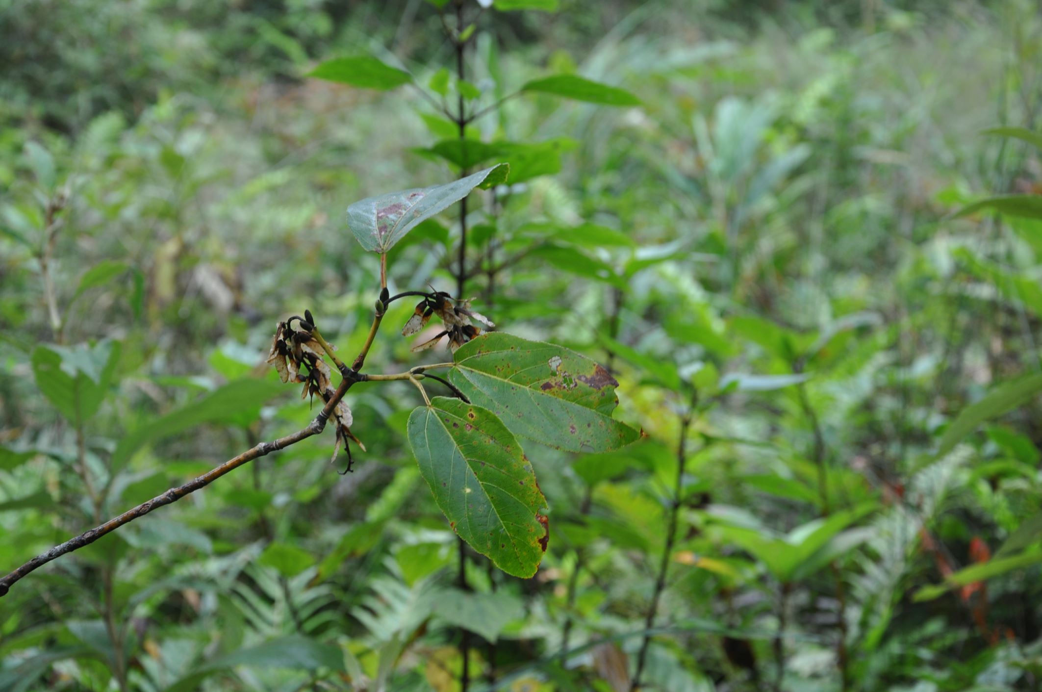 Image of Acer sikkimense
