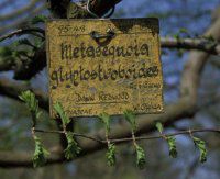 Image of Metasequoia glyptostroboides