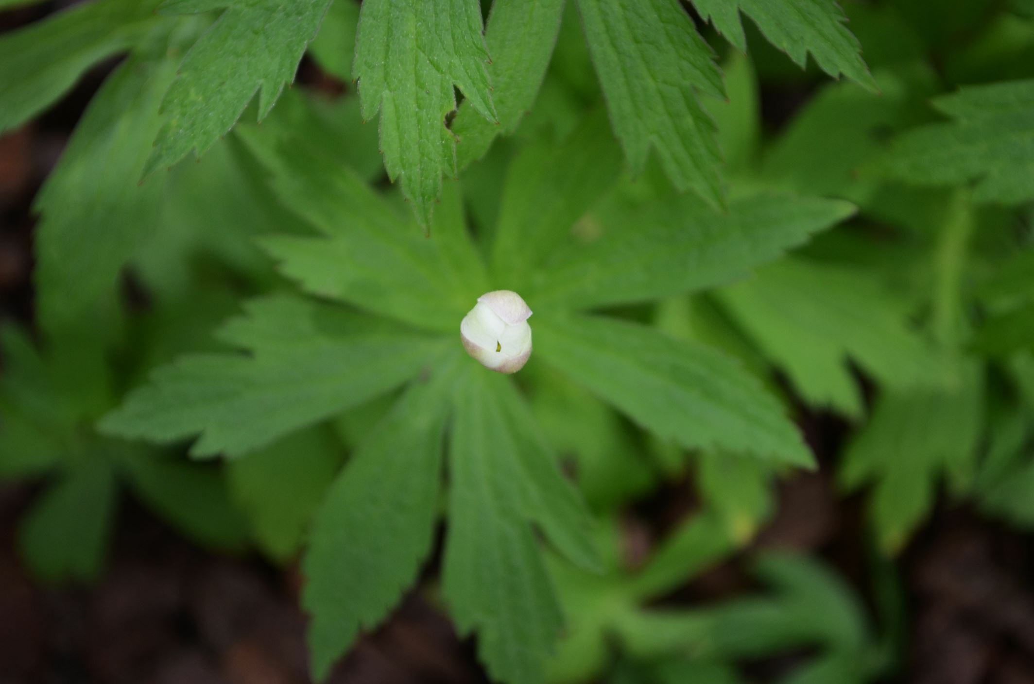 Image of Anemonastrum canadense