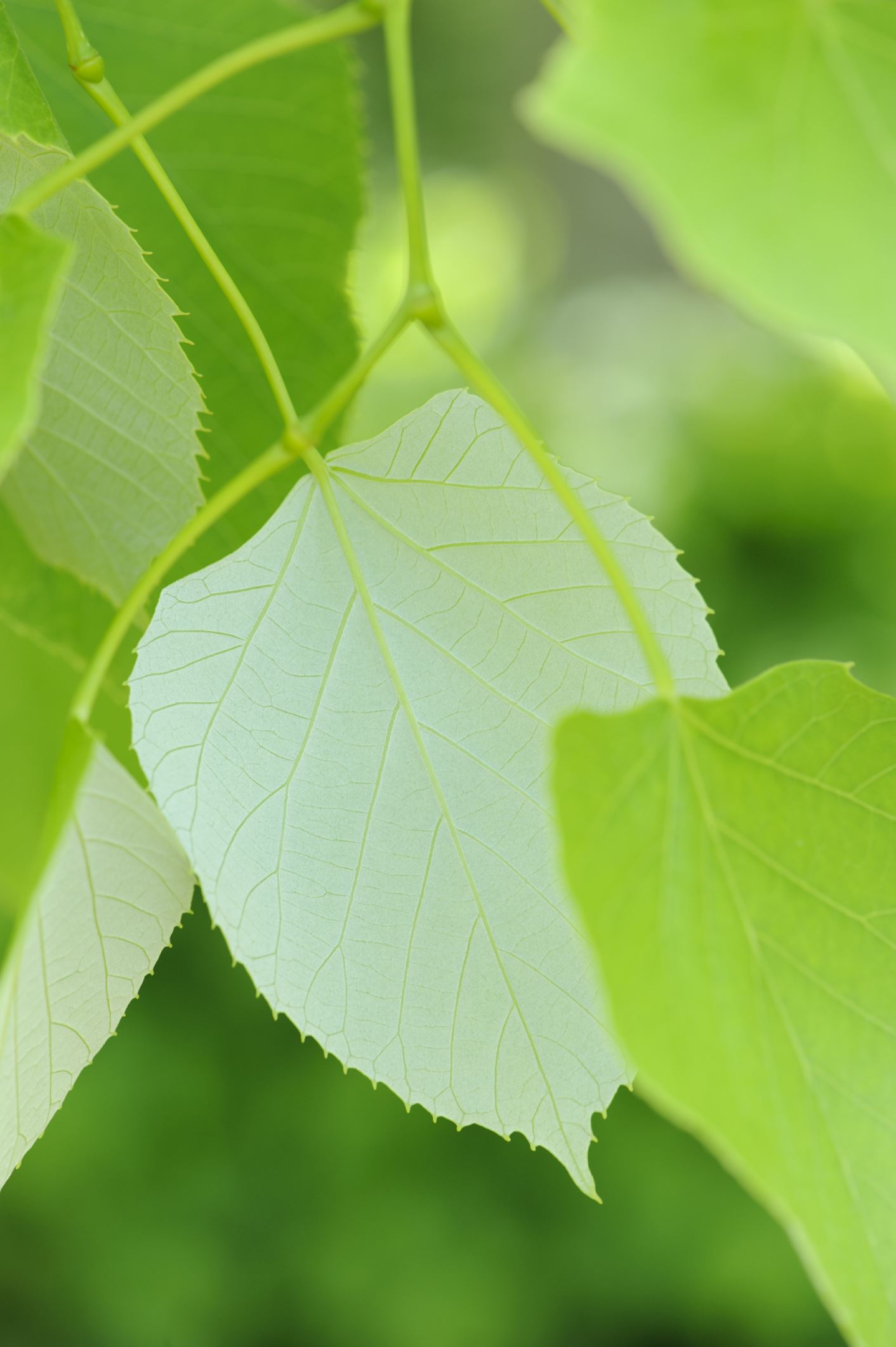 Image of Tilia oliveri