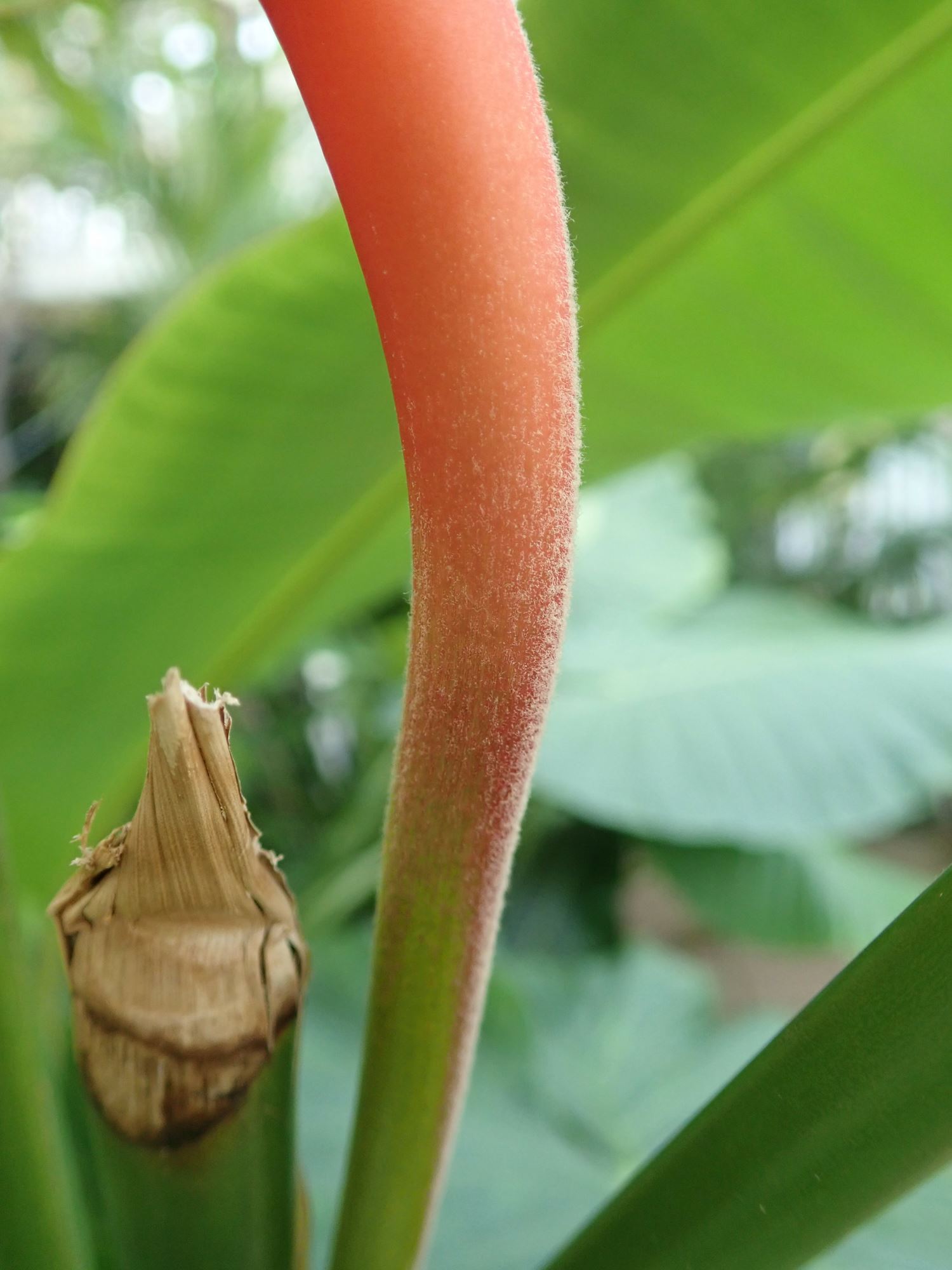 Image of Heliconia latispatha