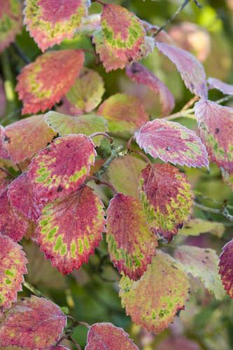 Image of Viburnum dentatum