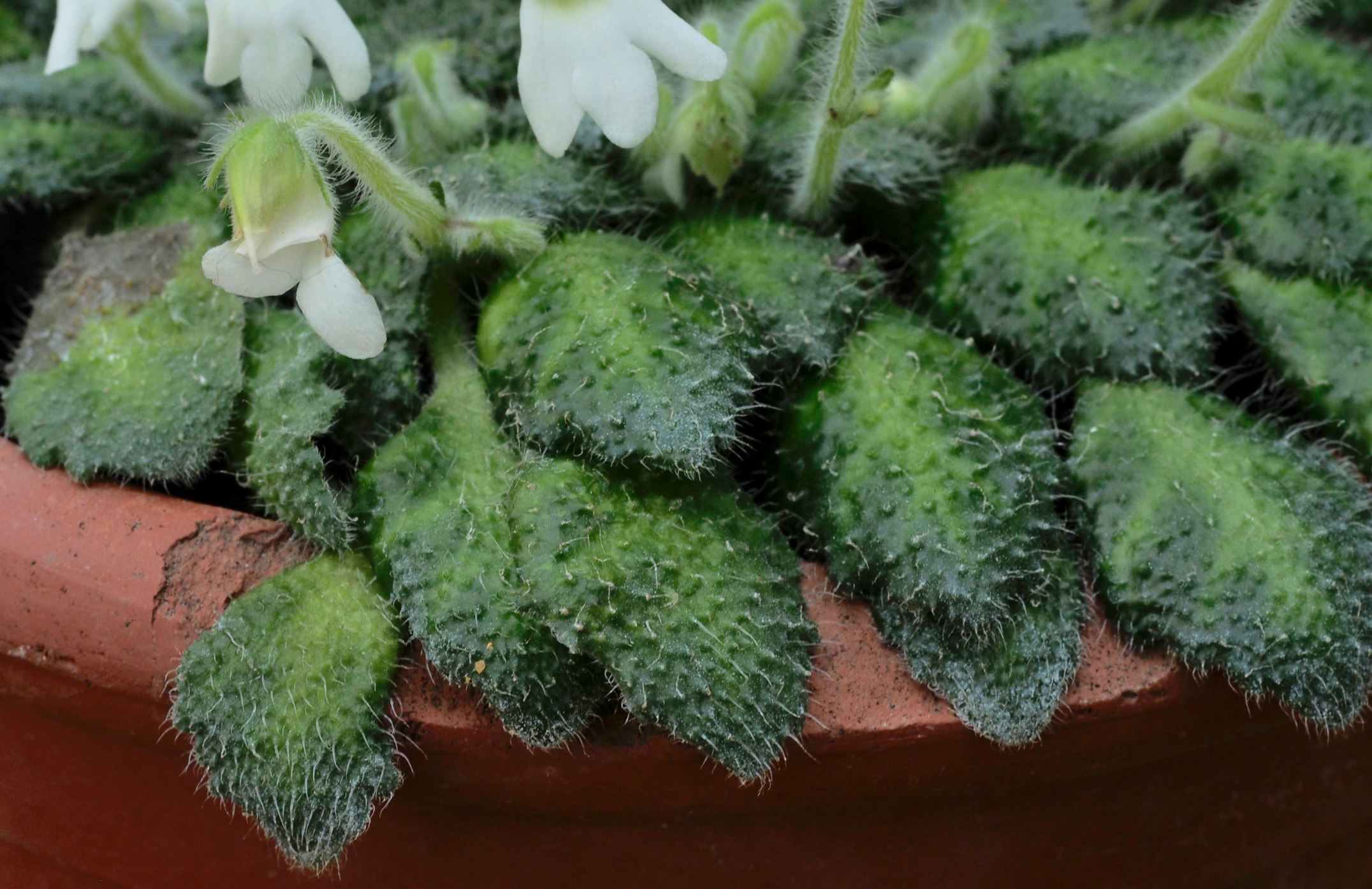 Image of Petrocosmea cryptica
