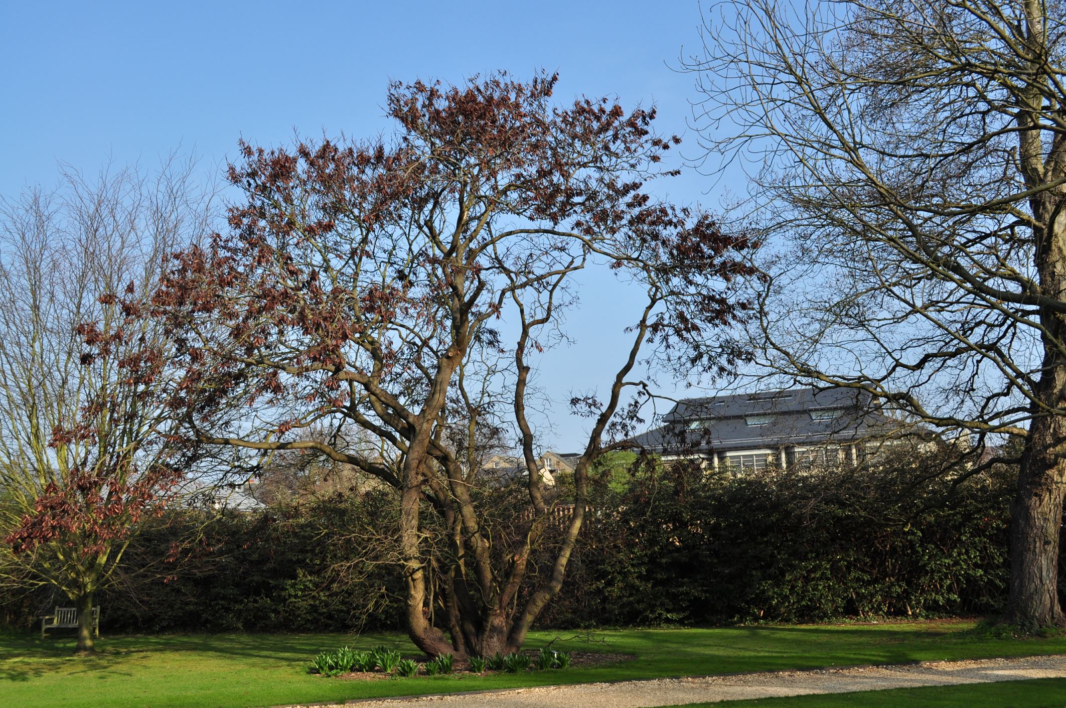 Image of Cercis siliquastrum