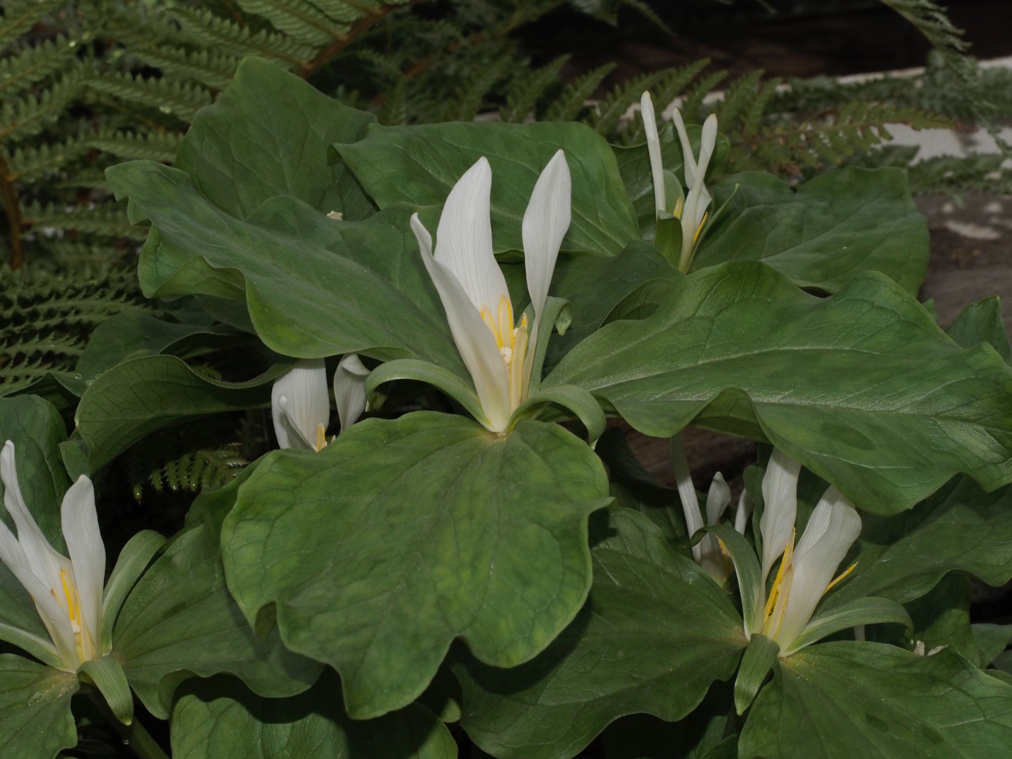 Image of Trillium ovatum