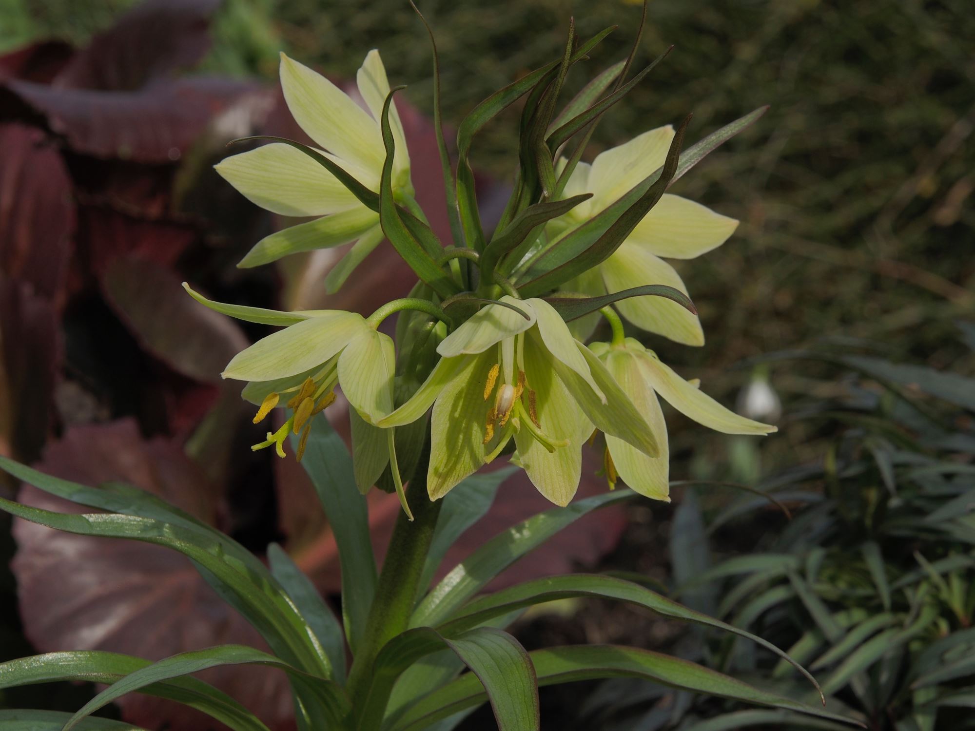 Image of Fritillaria raddeana