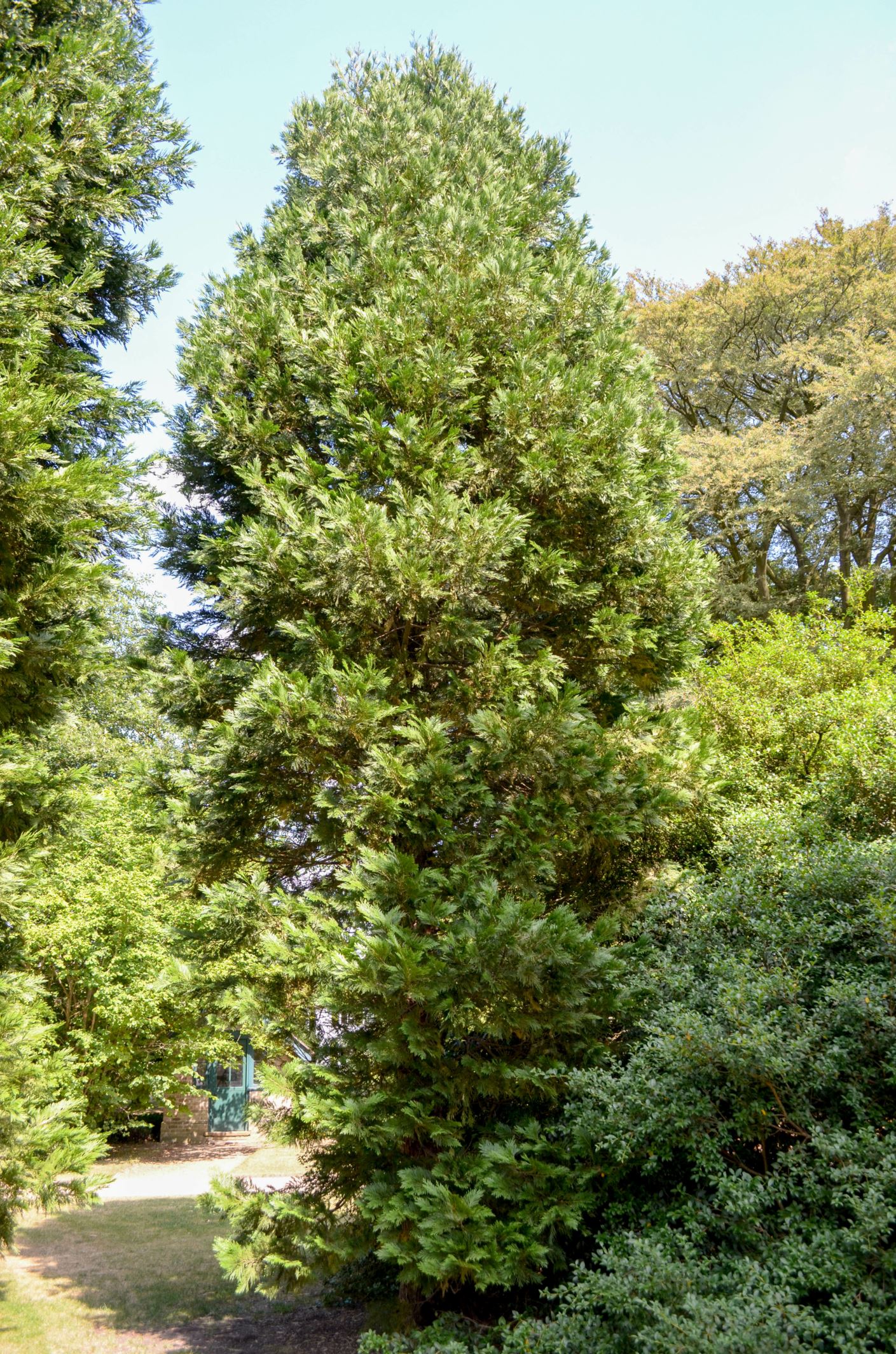 Image of Calocedrus decurrens 'Pillar'