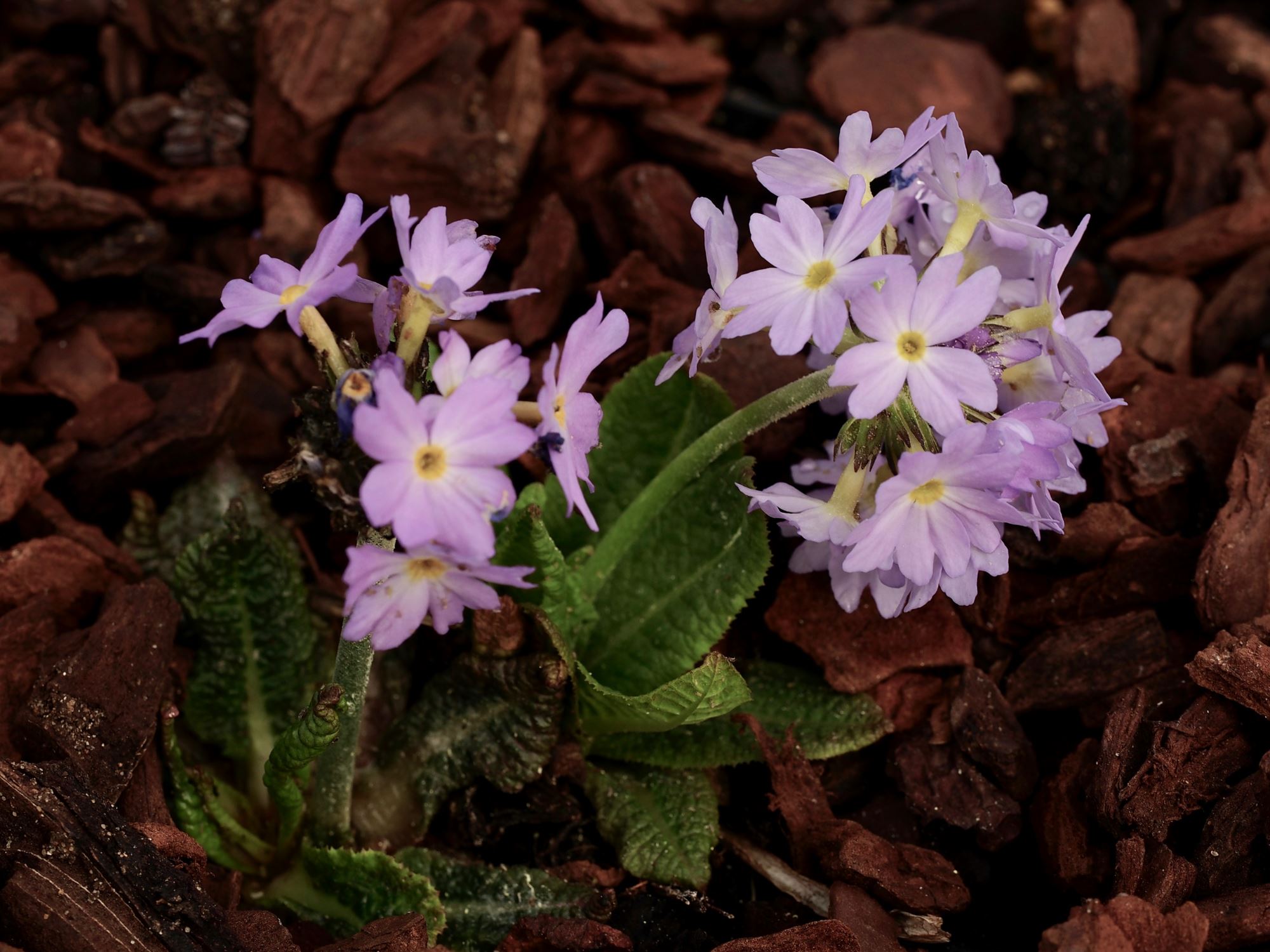 Image of Primula denticulata