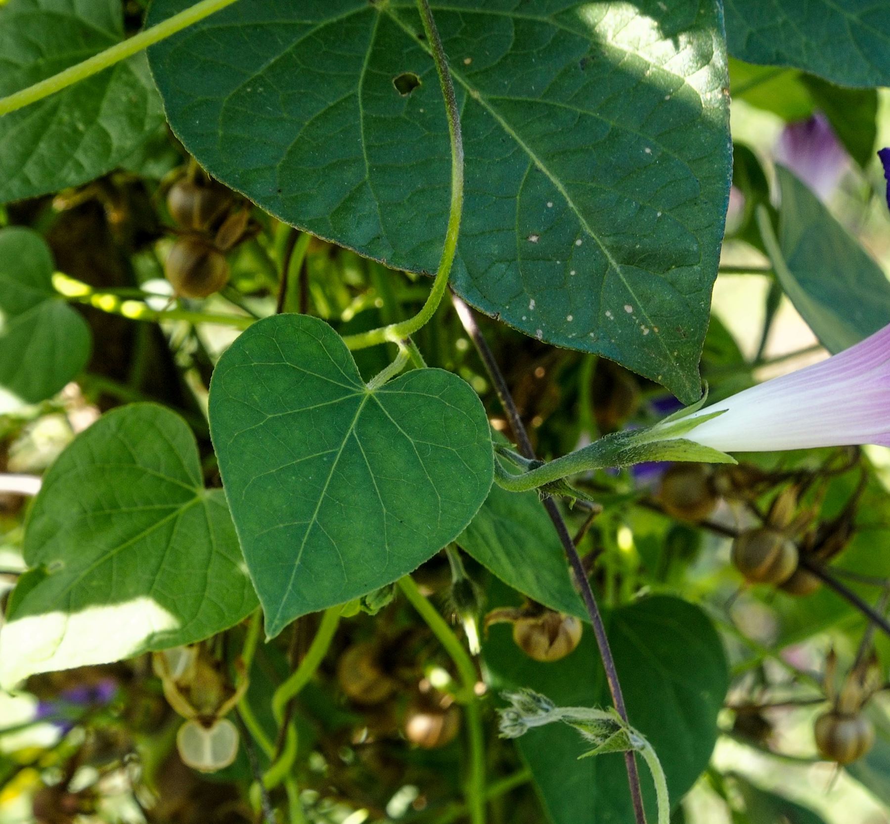 Image of Ipomoea 'Star of Yalta'