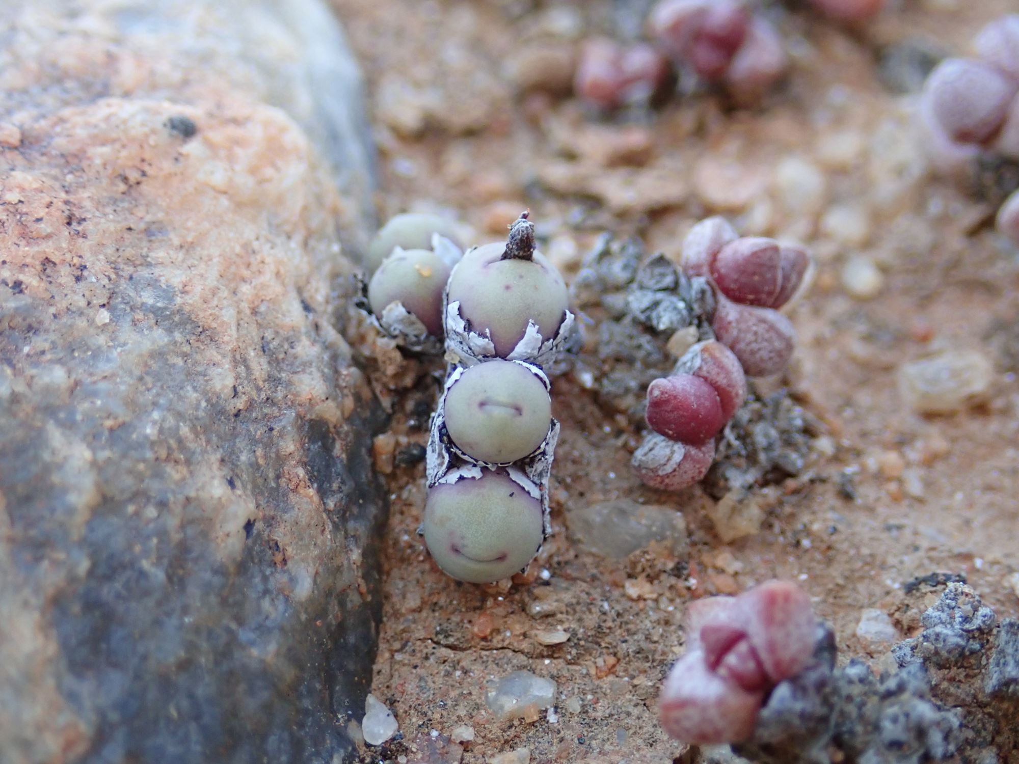 Image of Conophytum obscurum