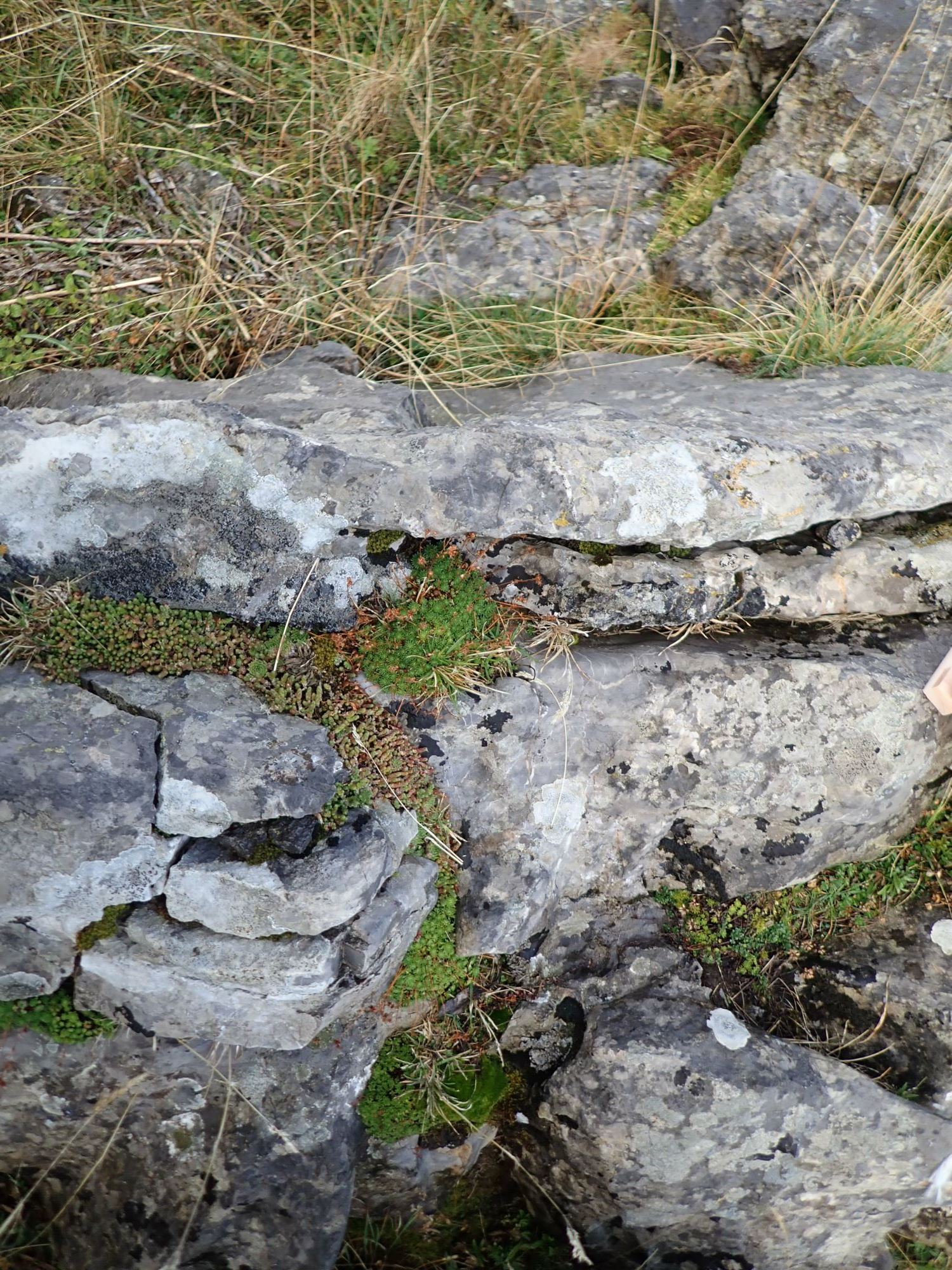 Image of Saxifraga exarata subsp. moschata