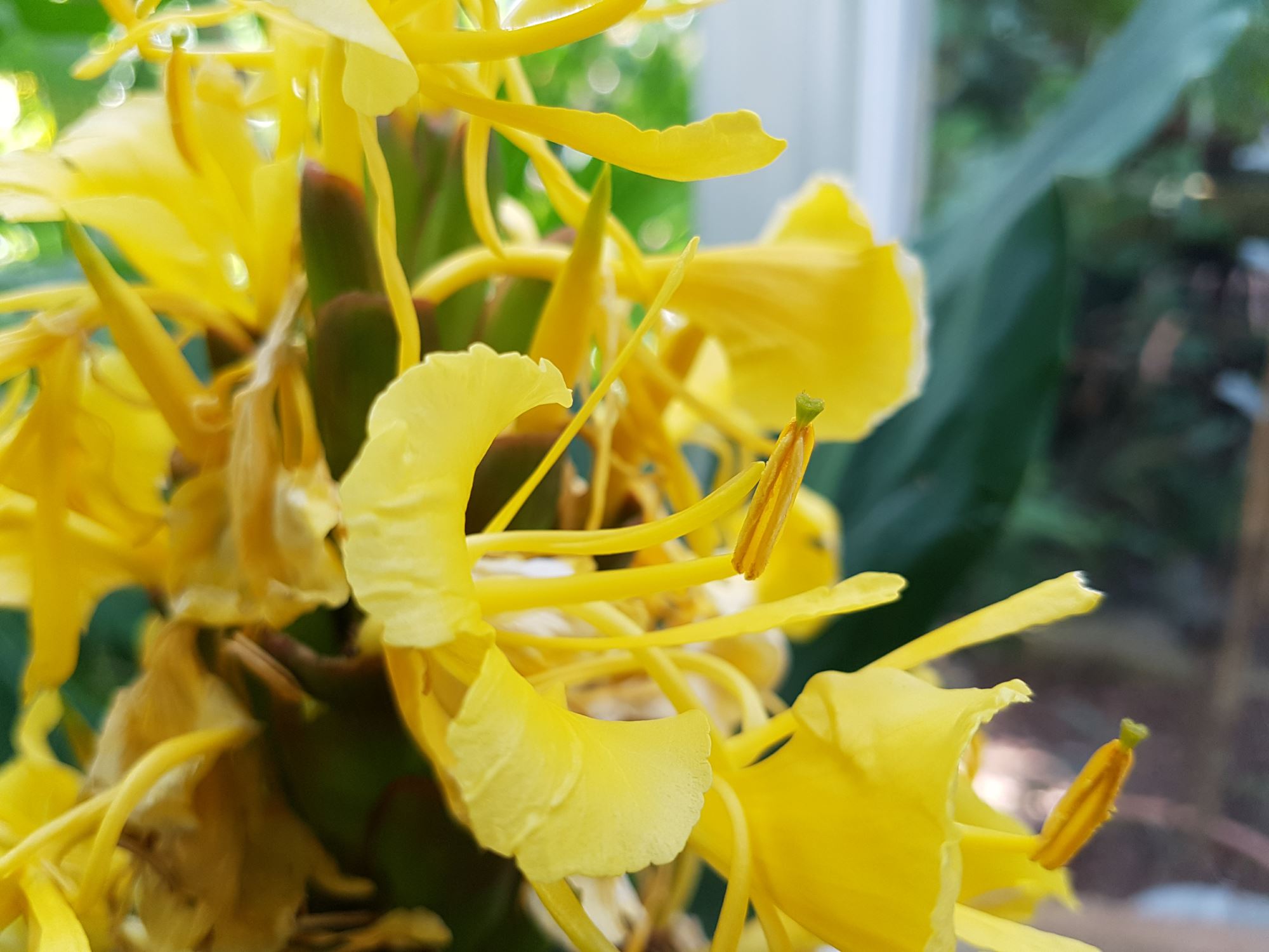 Image of Hedychium wardii