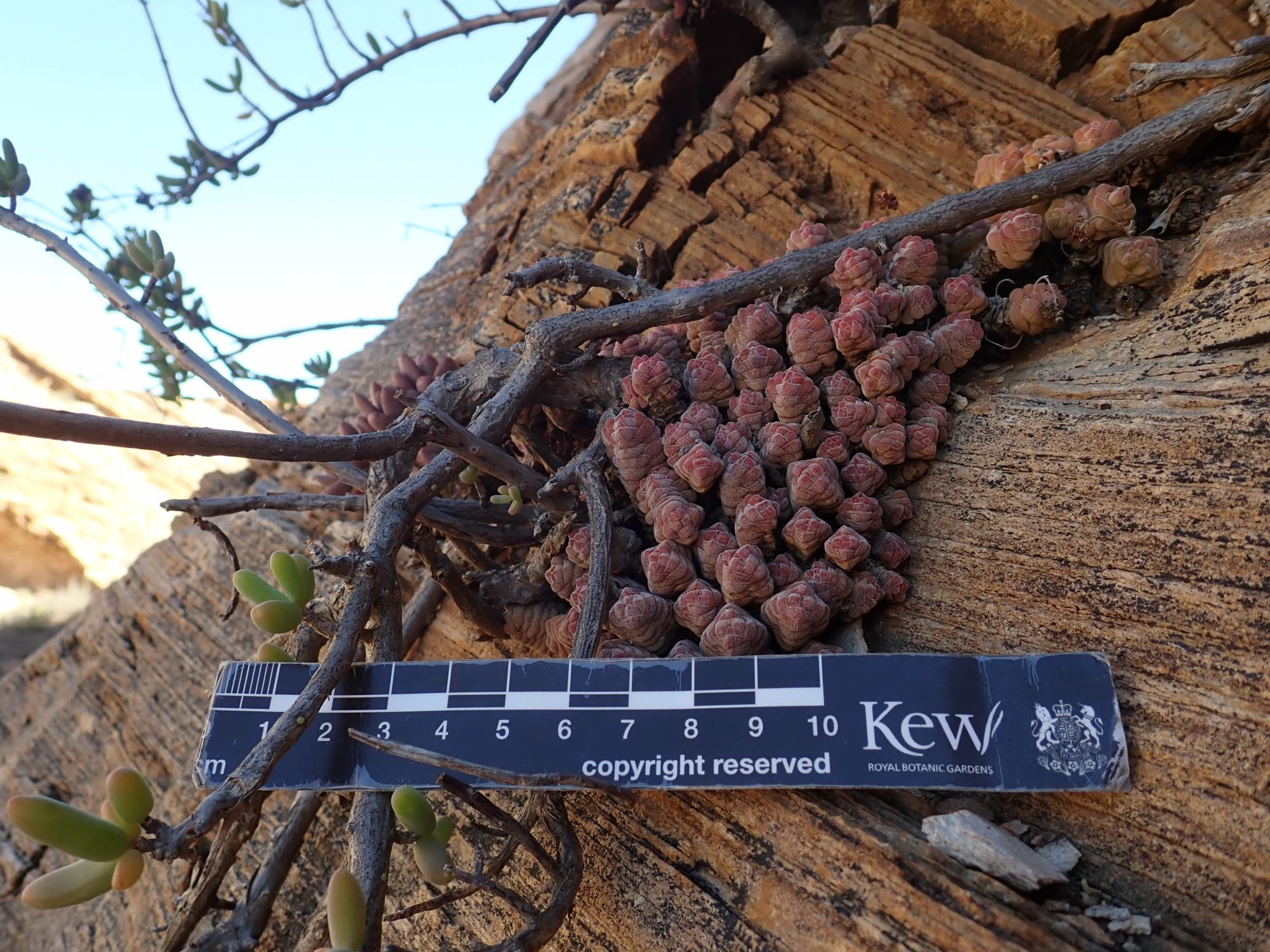 Image of Crassula columella