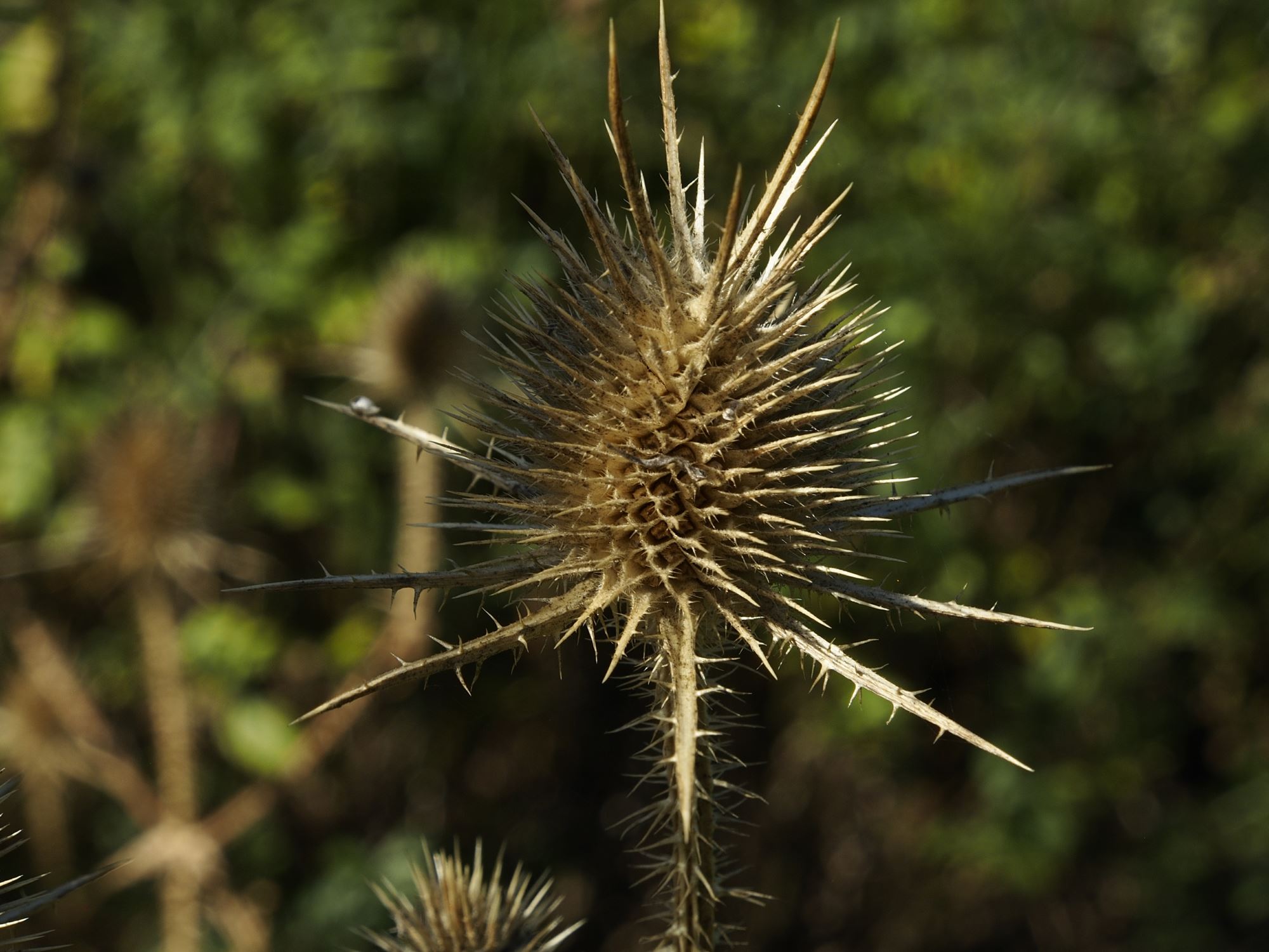 Image of Dipsacus ferox