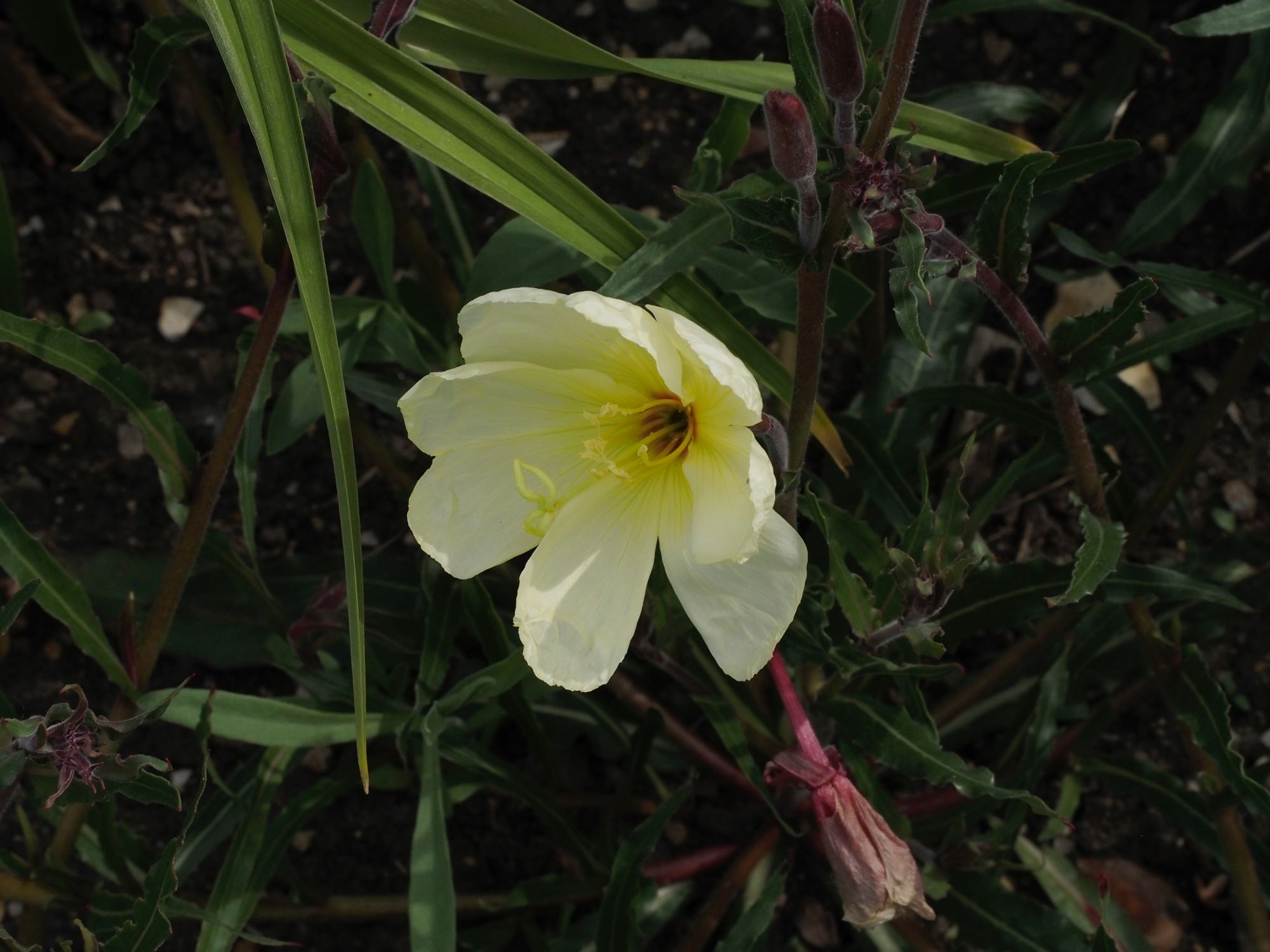 Image of Oenothera 'Apricot Delight'