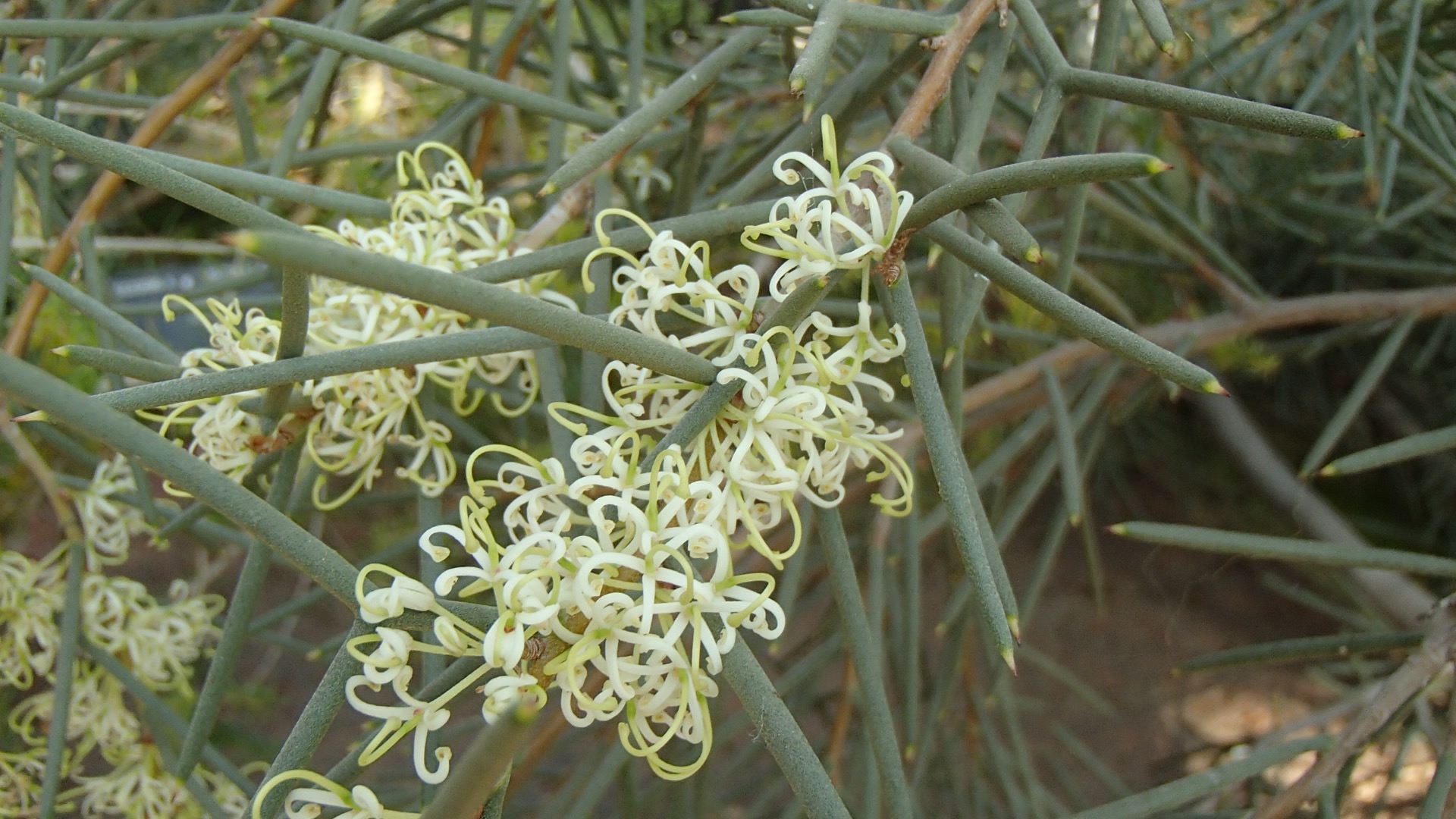 Image of Hakea recurva