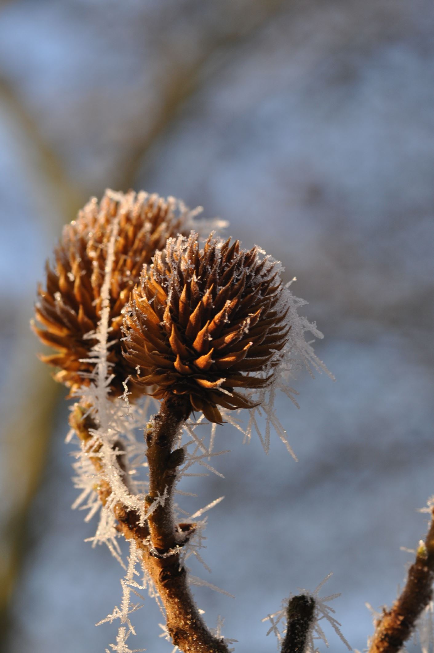 Image of Platycarya strobilacea