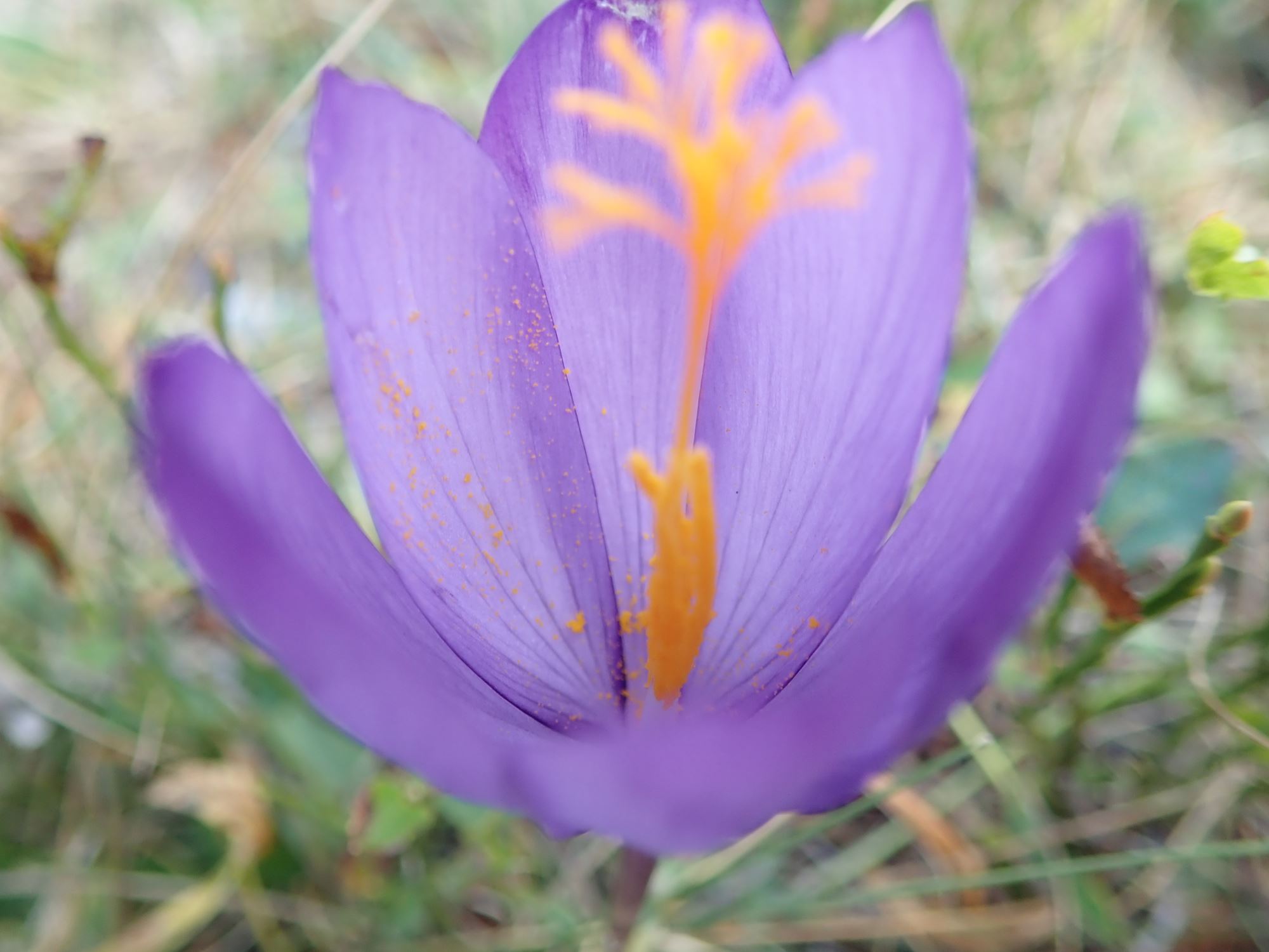 Image of Crocus vernus