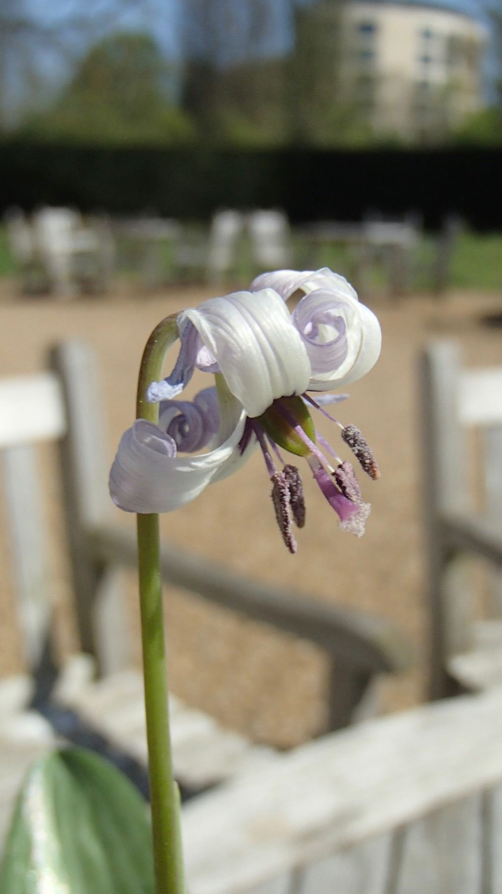 Image of Erythronium hendersonii